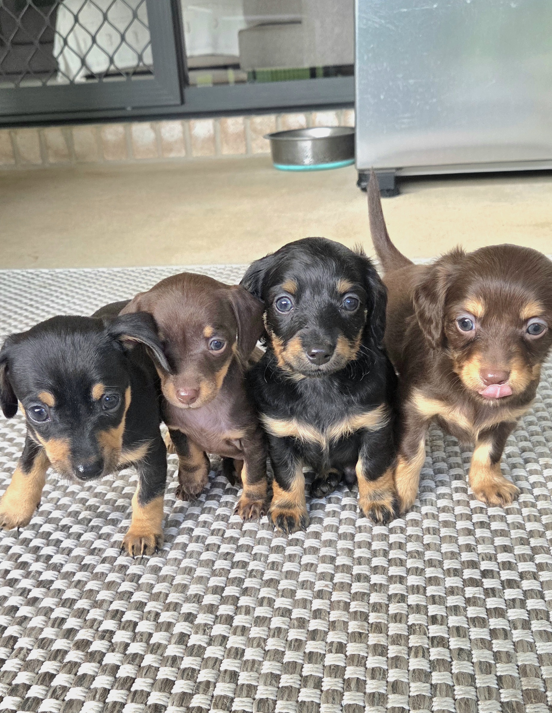 Chiweenie – Wamuran