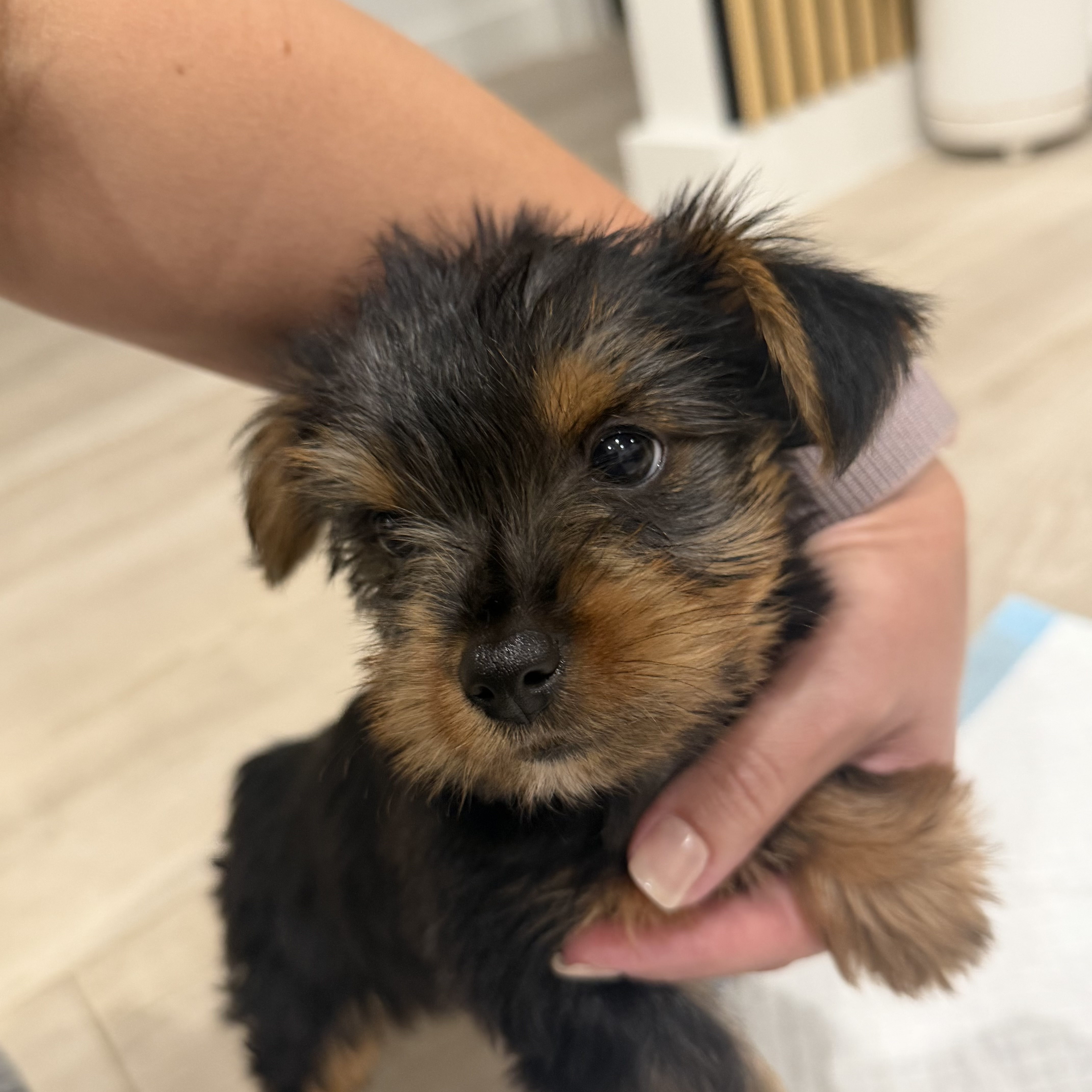 Dogs – Manly Vale