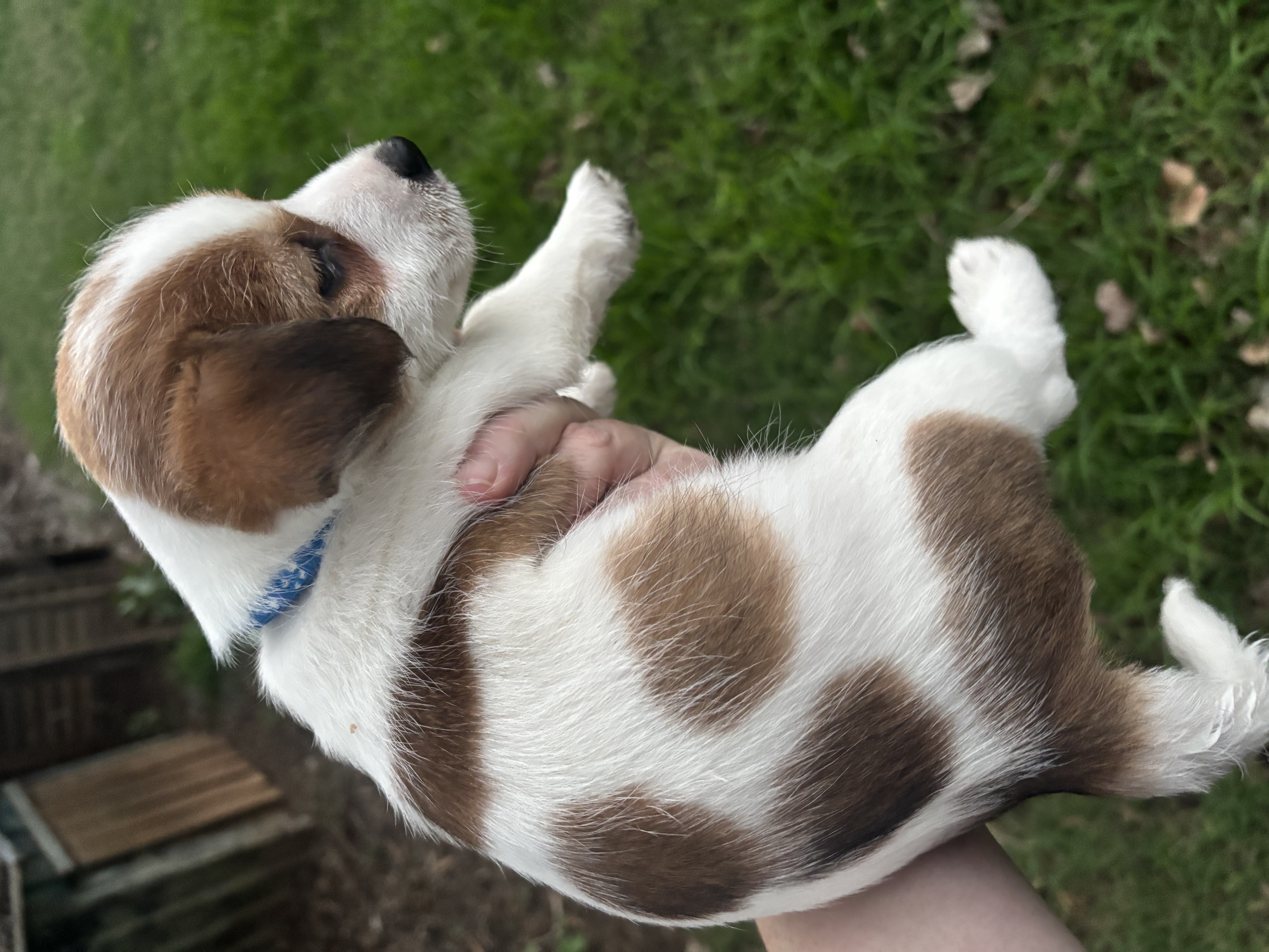 Jack Russell – Ascot