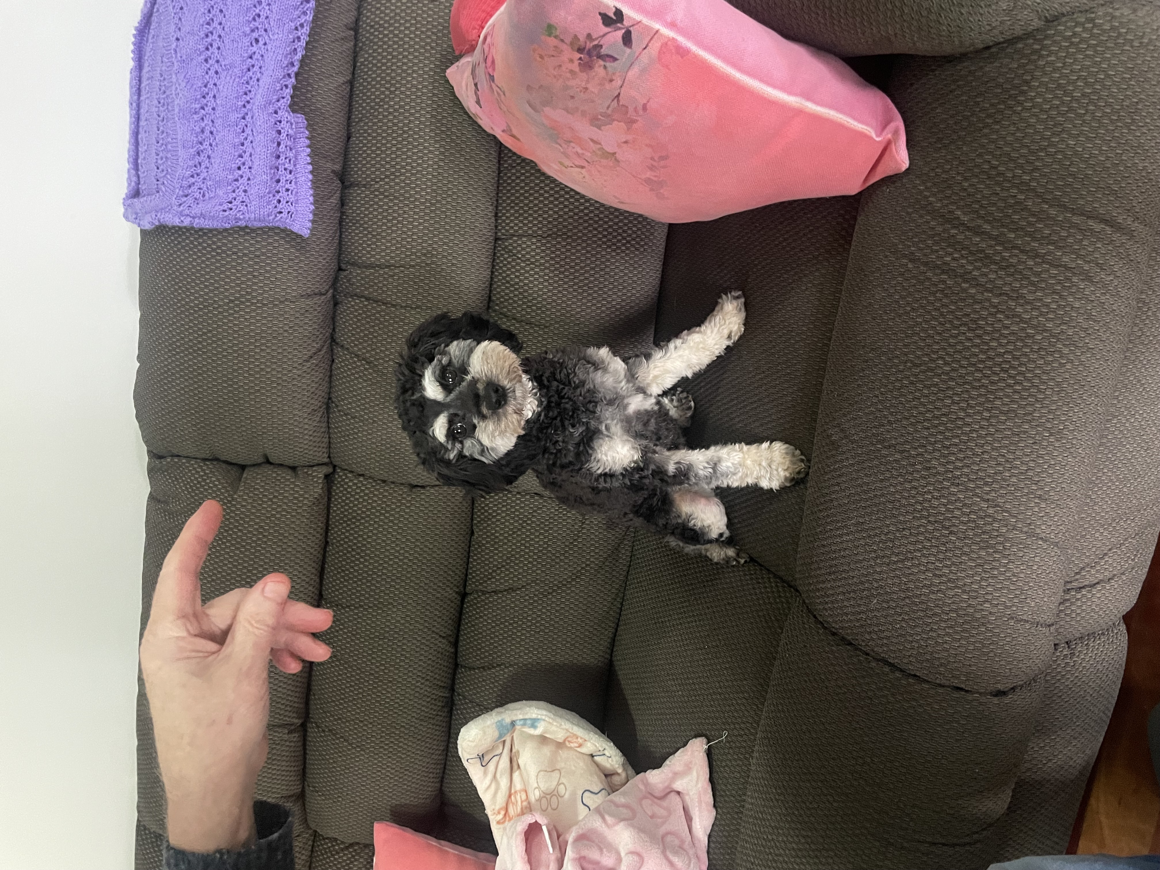 Cavoodle – Croydon