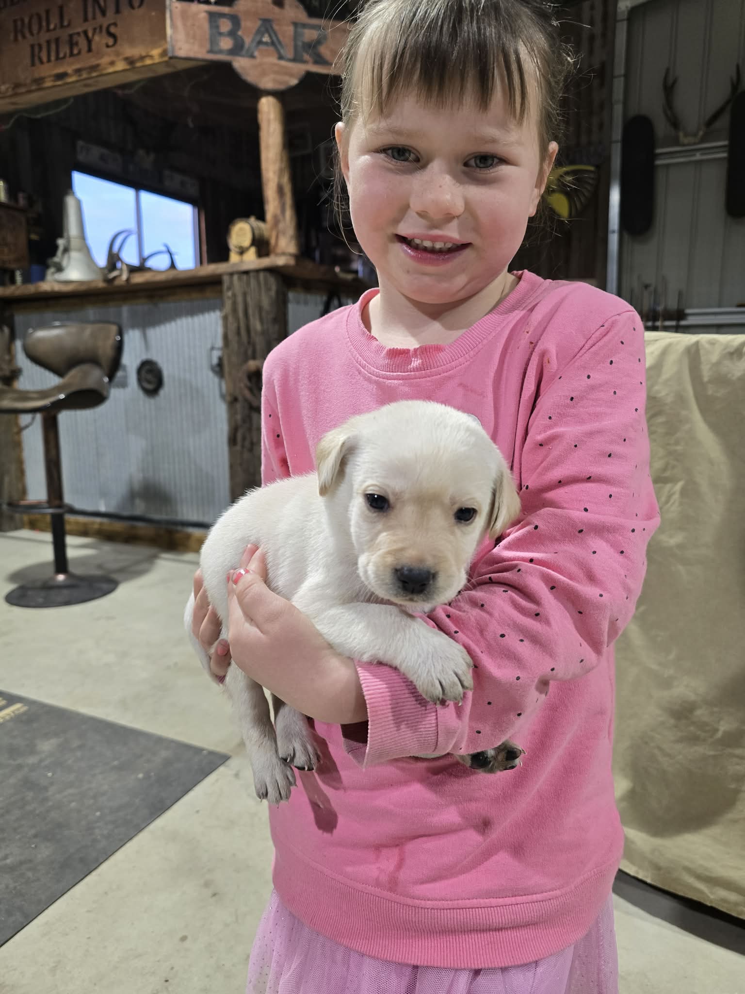 Labrador Retriever – Axedale