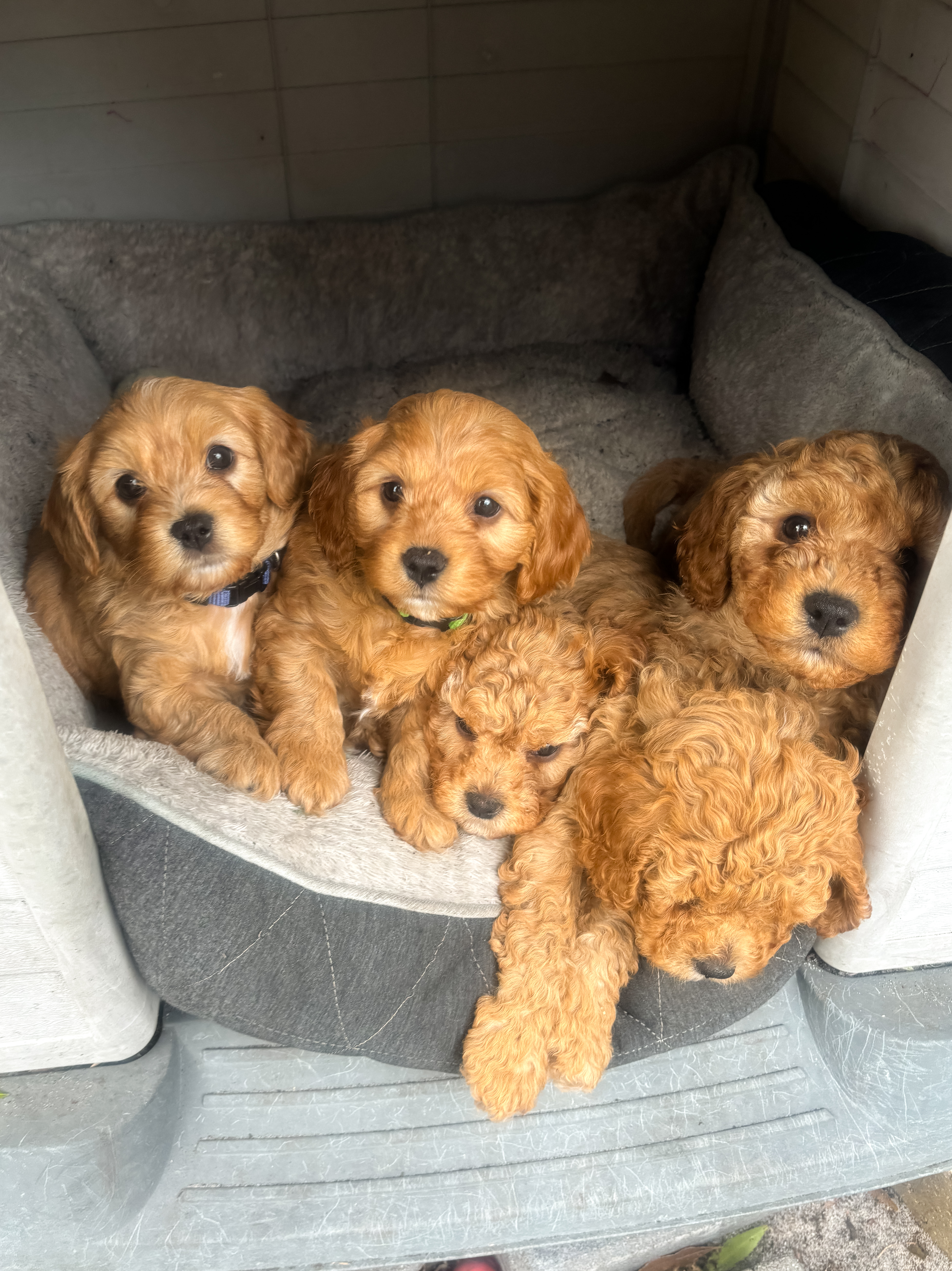 Cavoodle – Nelson Bay
