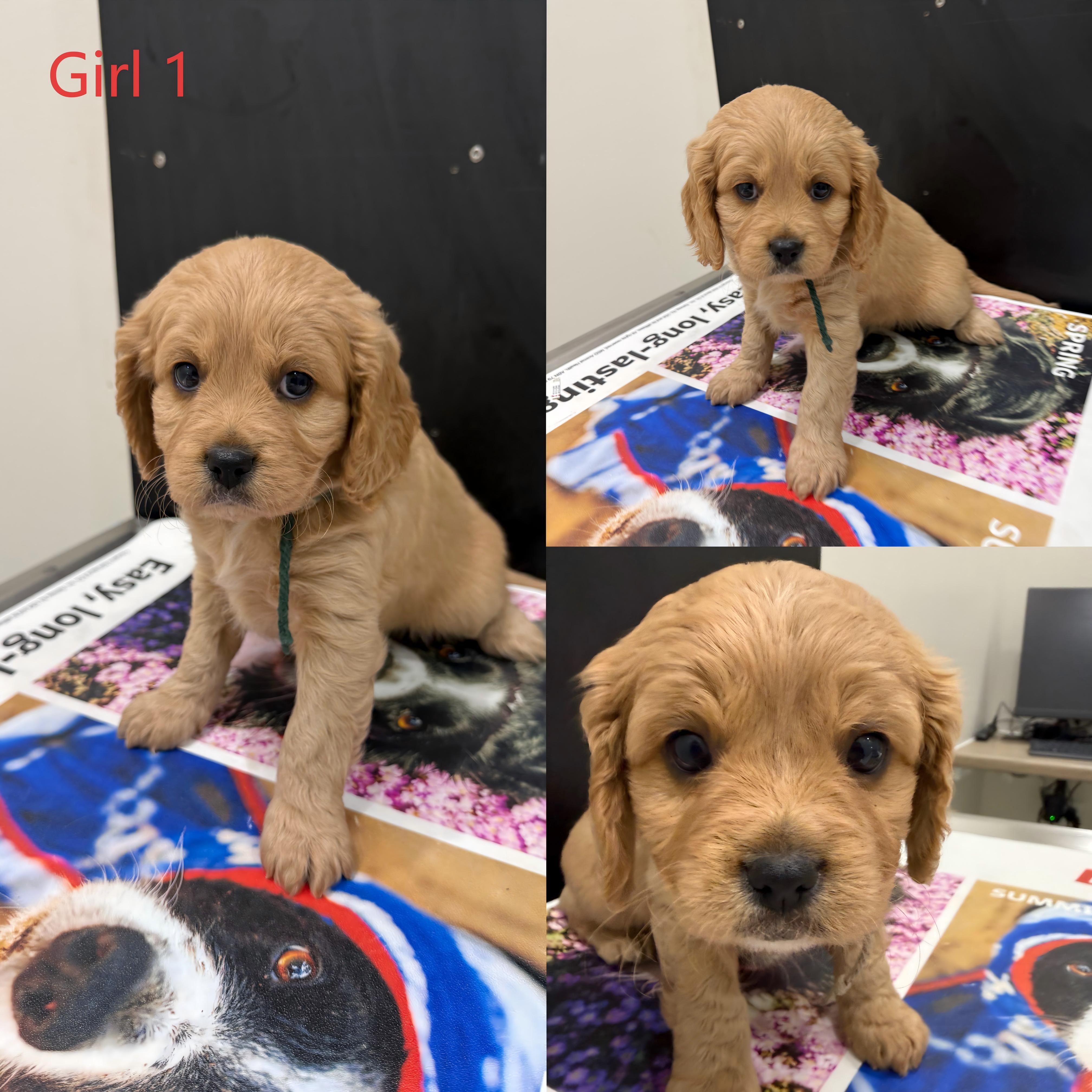 Cavoodle – Boondall