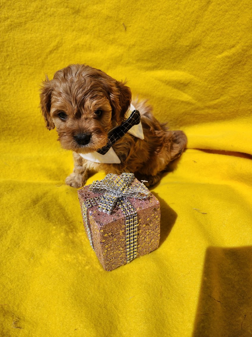 Cavoodle Orange PetsForHomes cavoodle-orange-petsforhomes