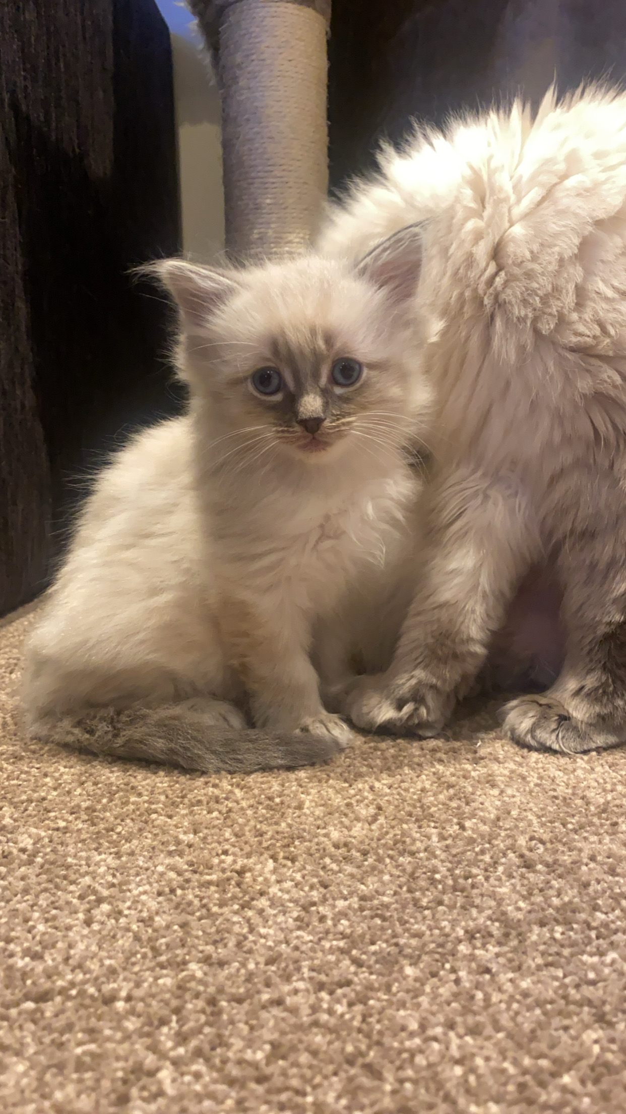 Ragdoll Kilmore PetsForHomes
