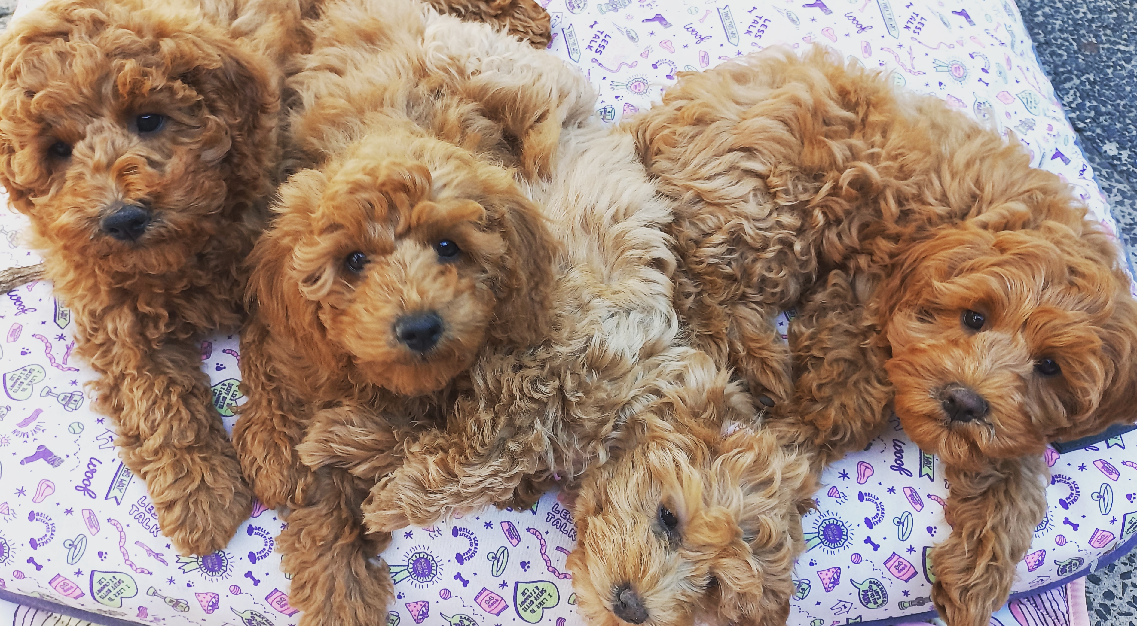 Cavoodles