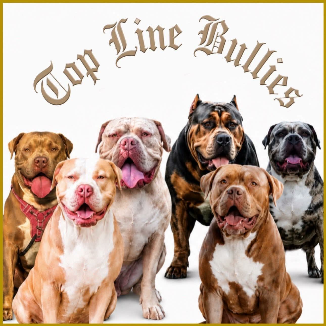 American Bulldog – Aberfoyle Park