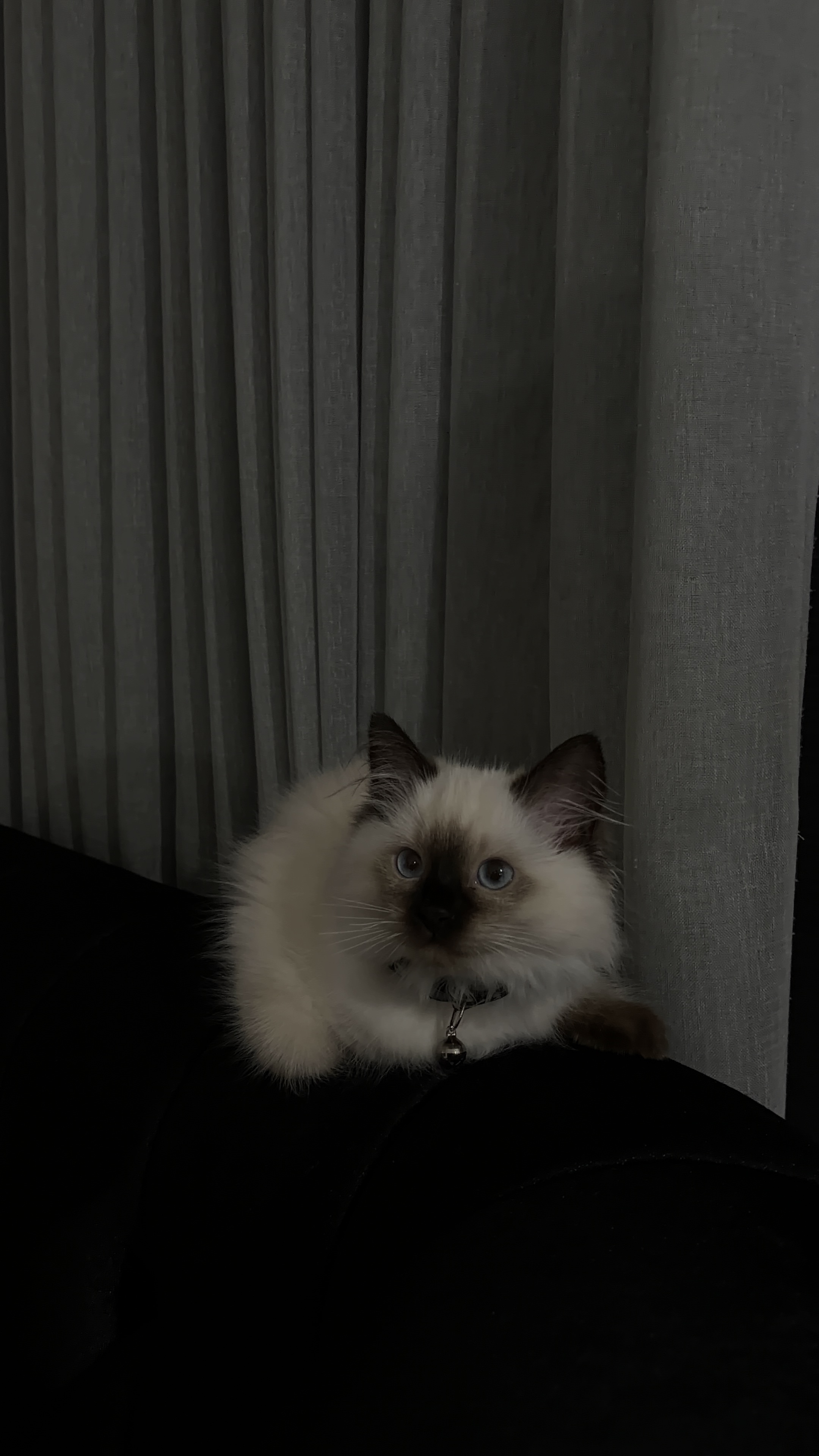 Ragdoll – Craigieburn