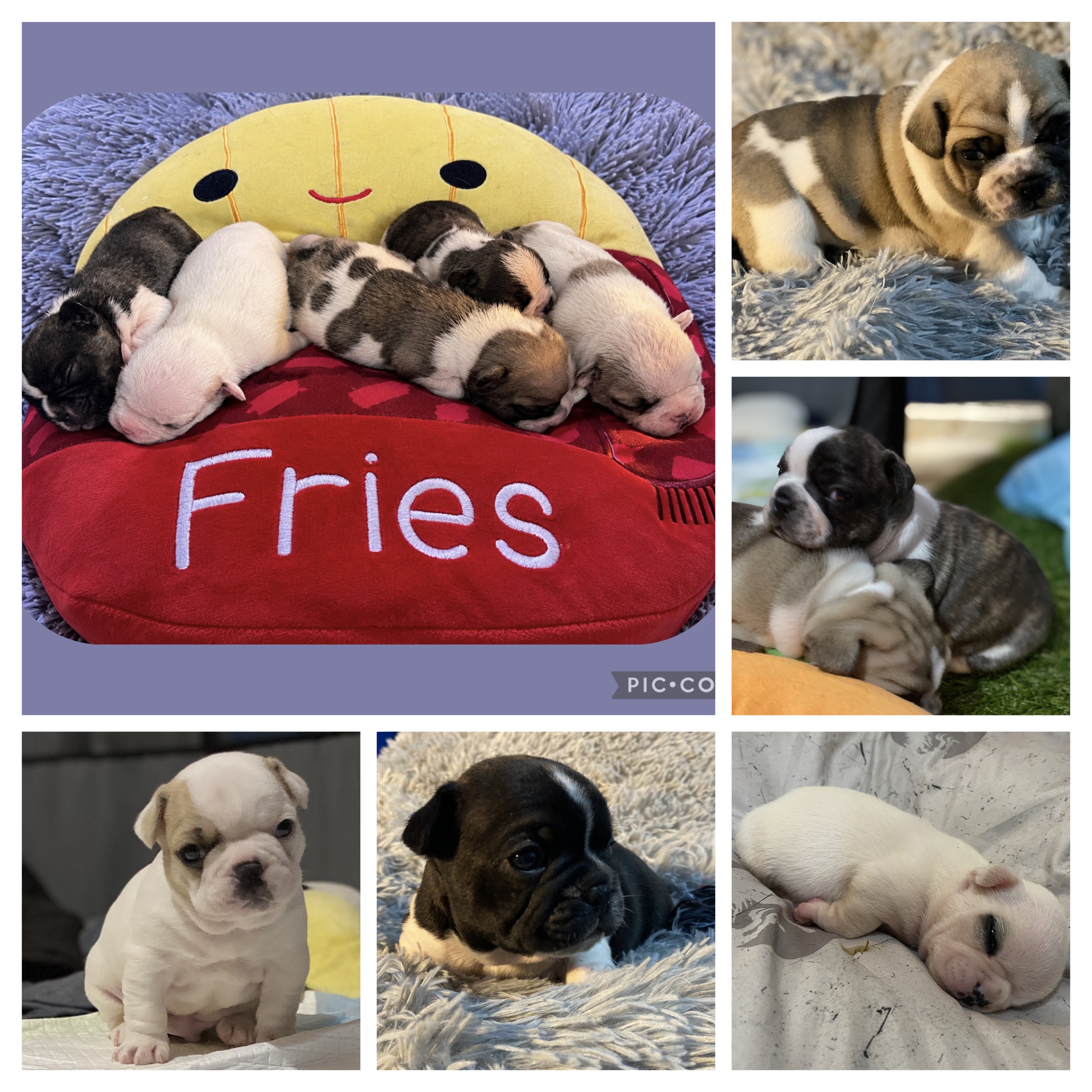 French Bulldog – Perth