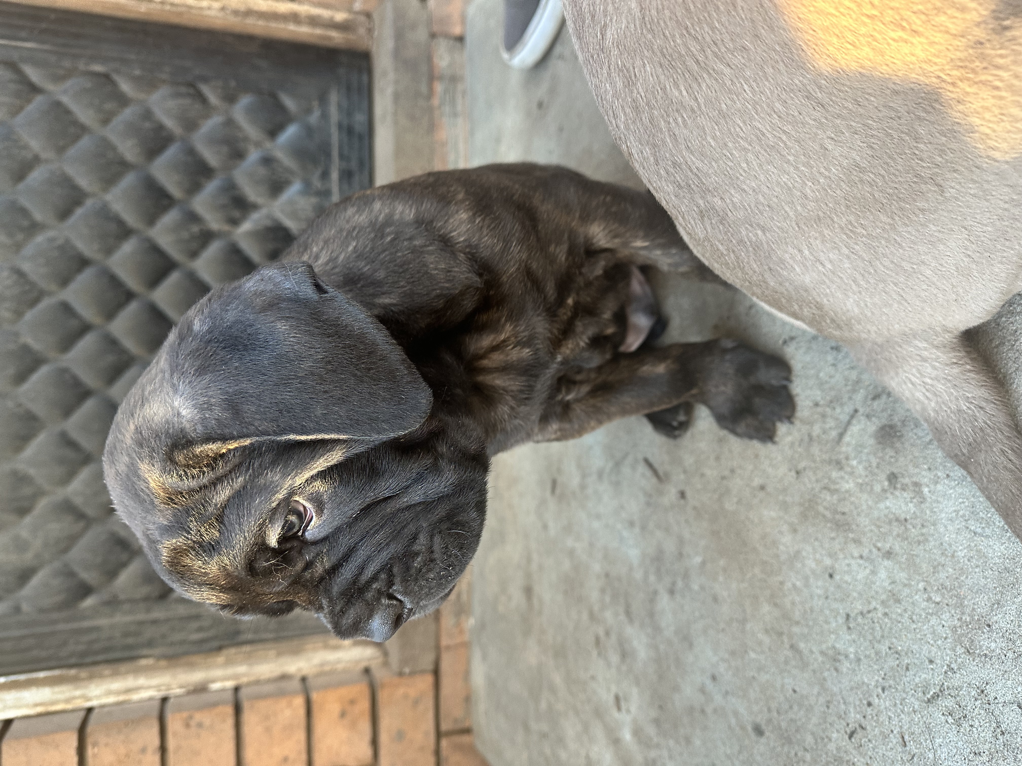 Neapolitan Mastiff – Watanobbi