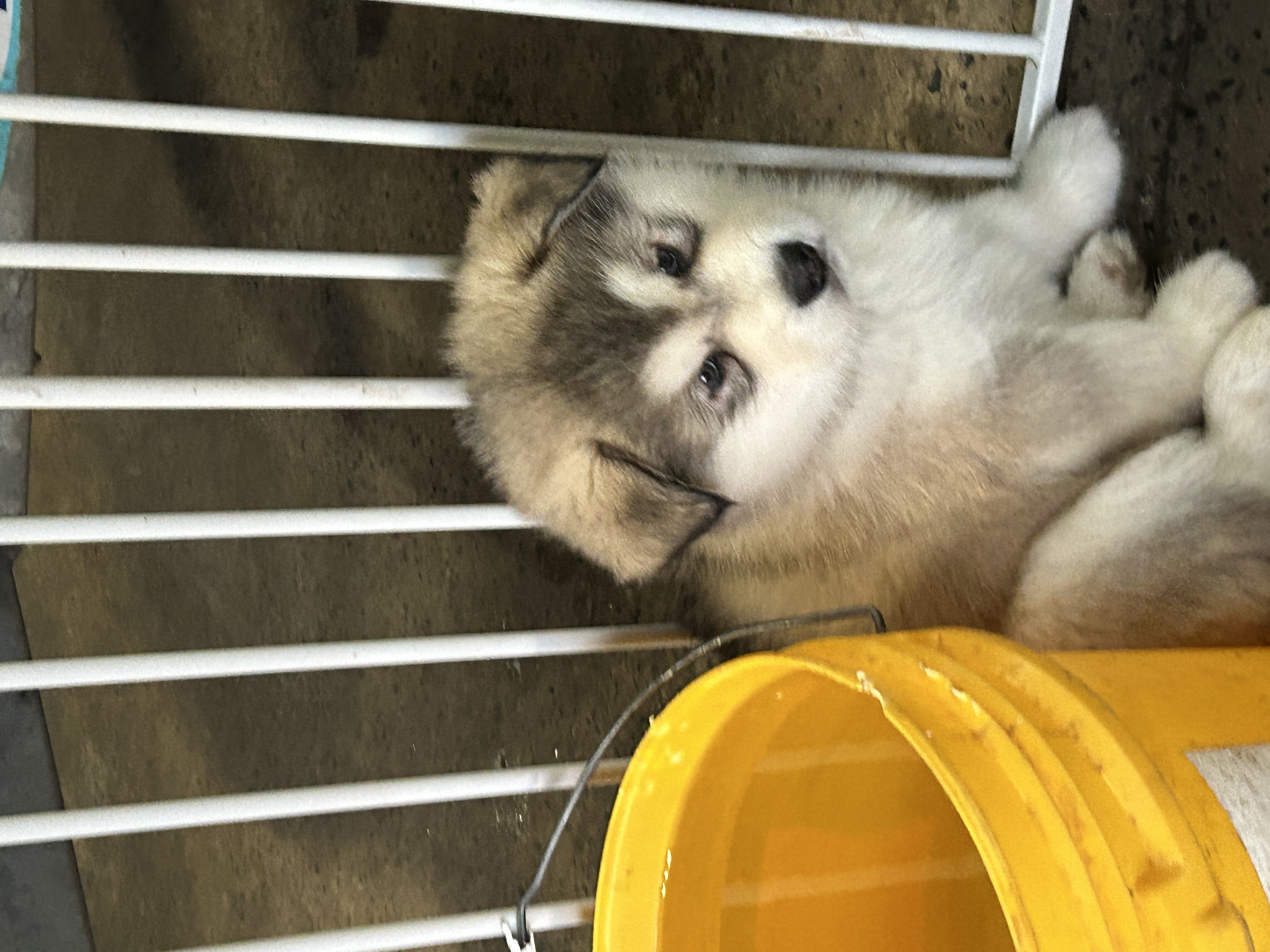 Purebred Alaskan malamute puppies for sale