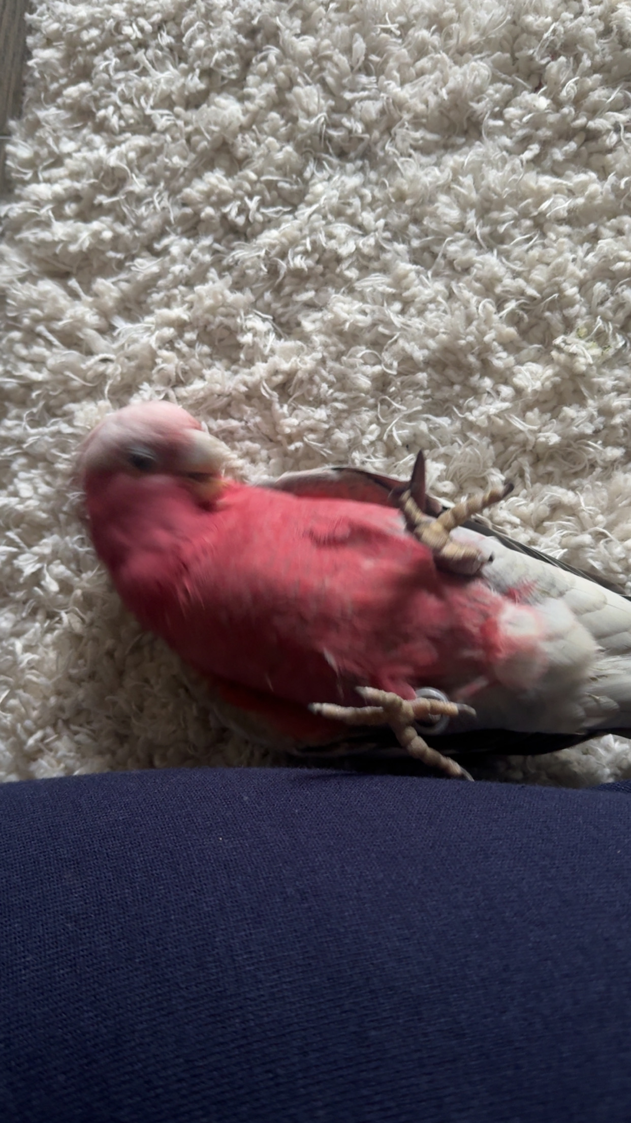 Cockatoo – Zetland