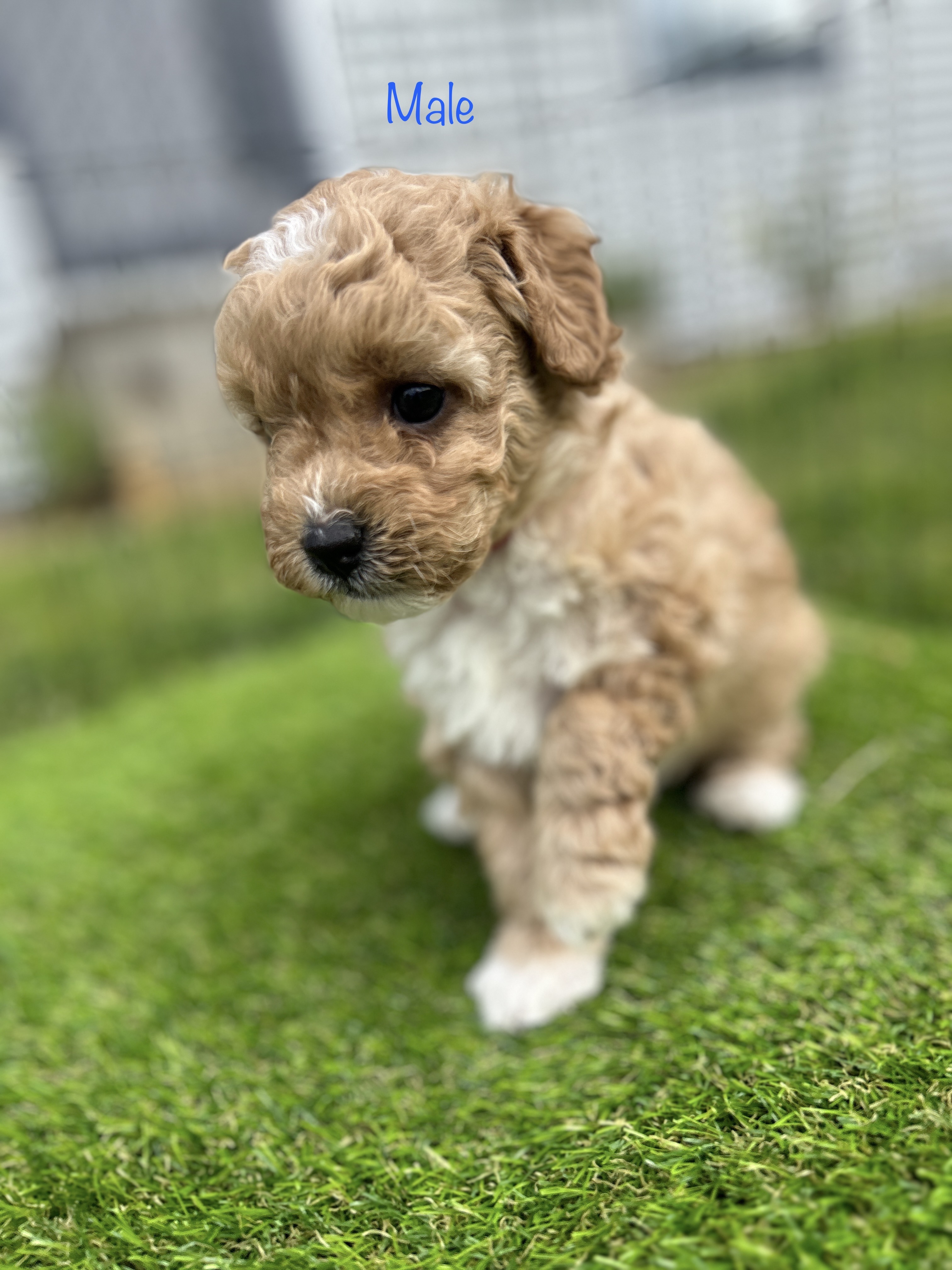Cavoodle F1B Puppies For Sale. Available 12th of September
