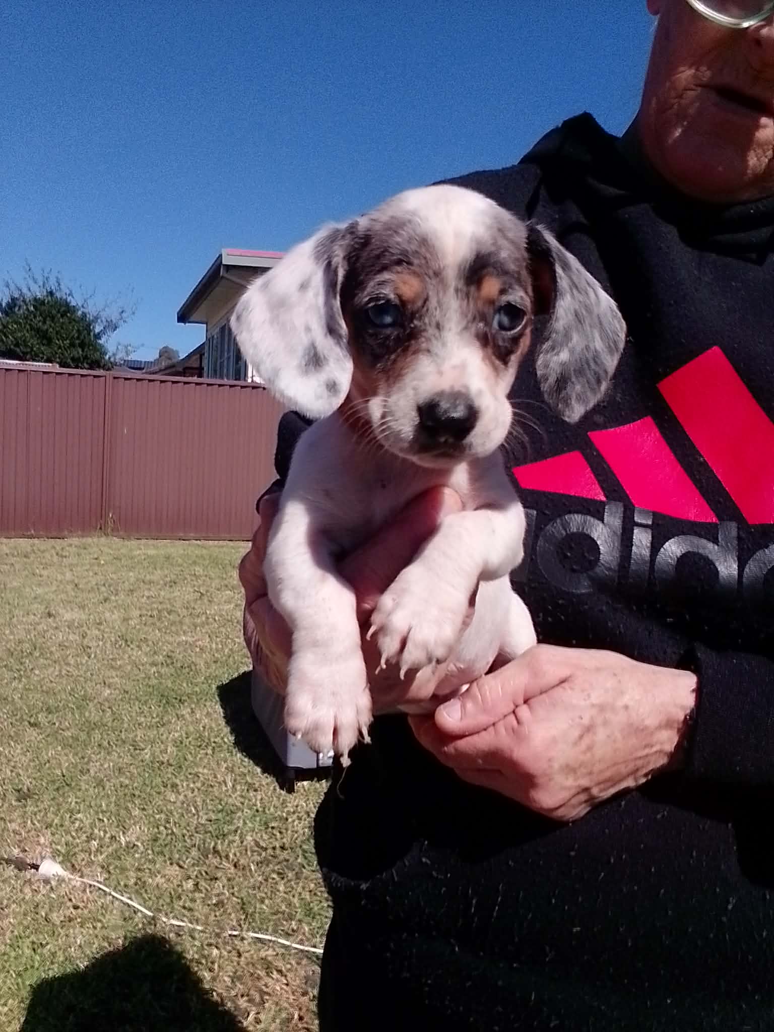 Miniature Dachshund – Casula