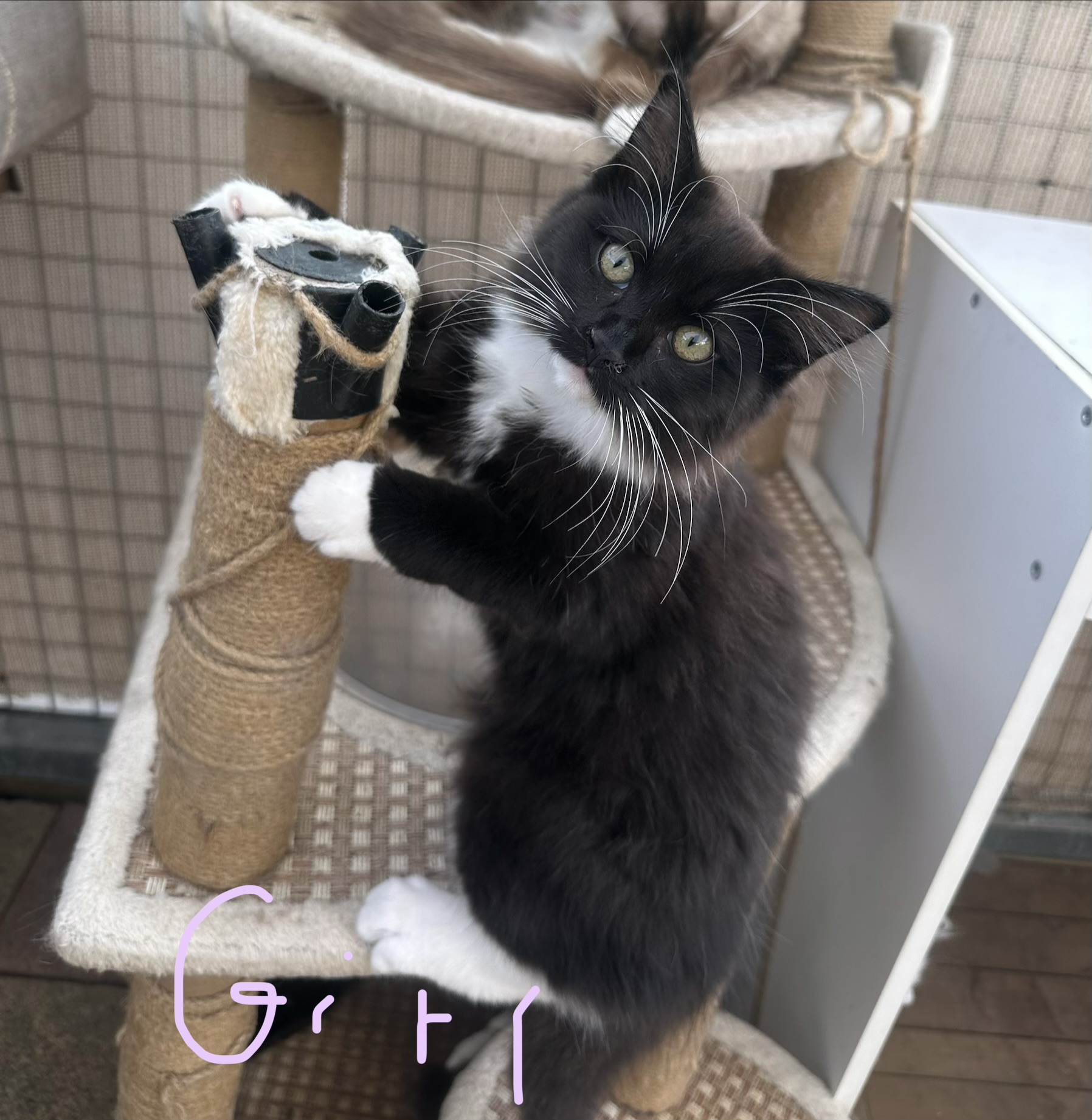 Ragdoll – Strathfield