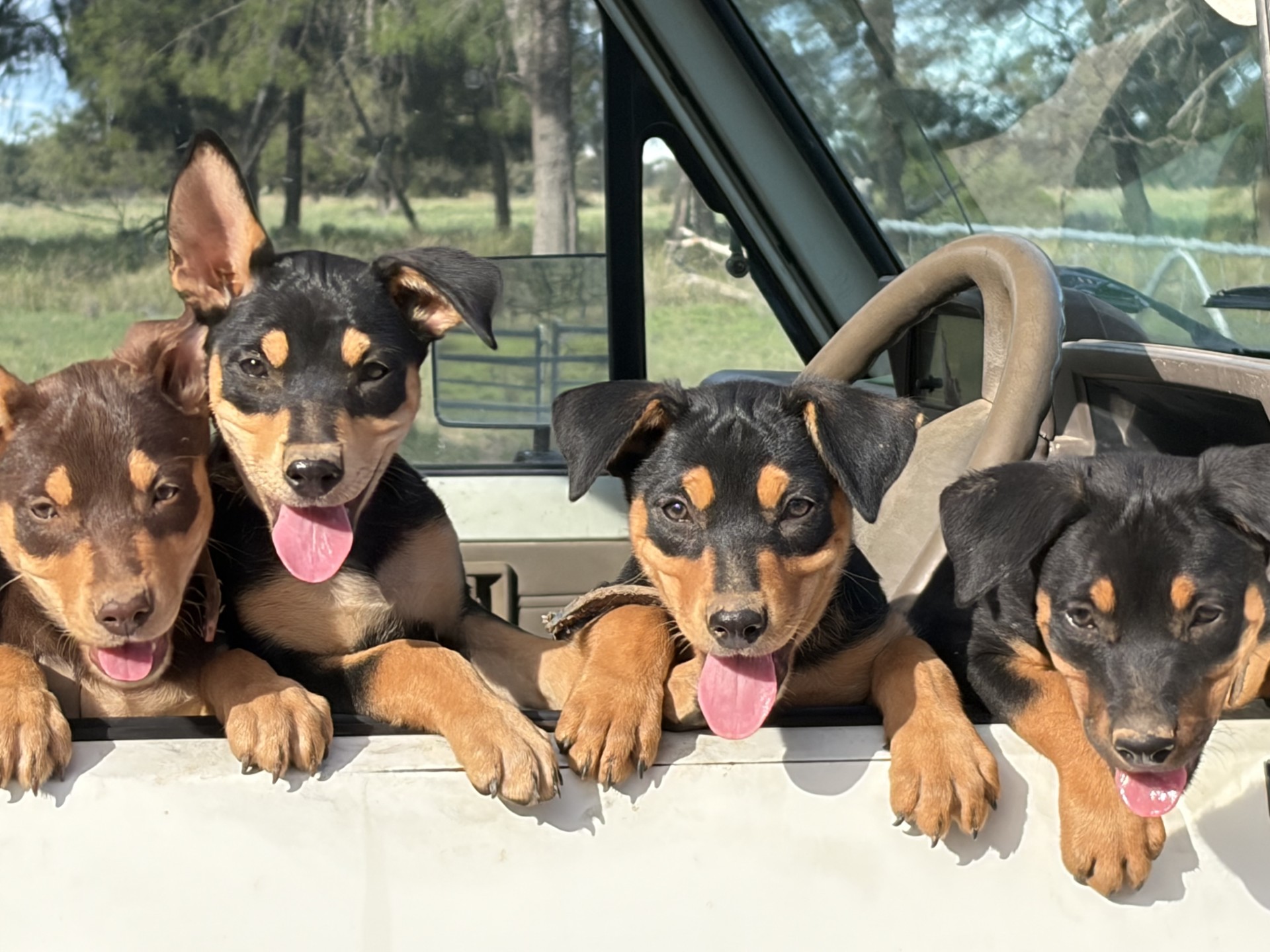 Australian Kelpie – Texas