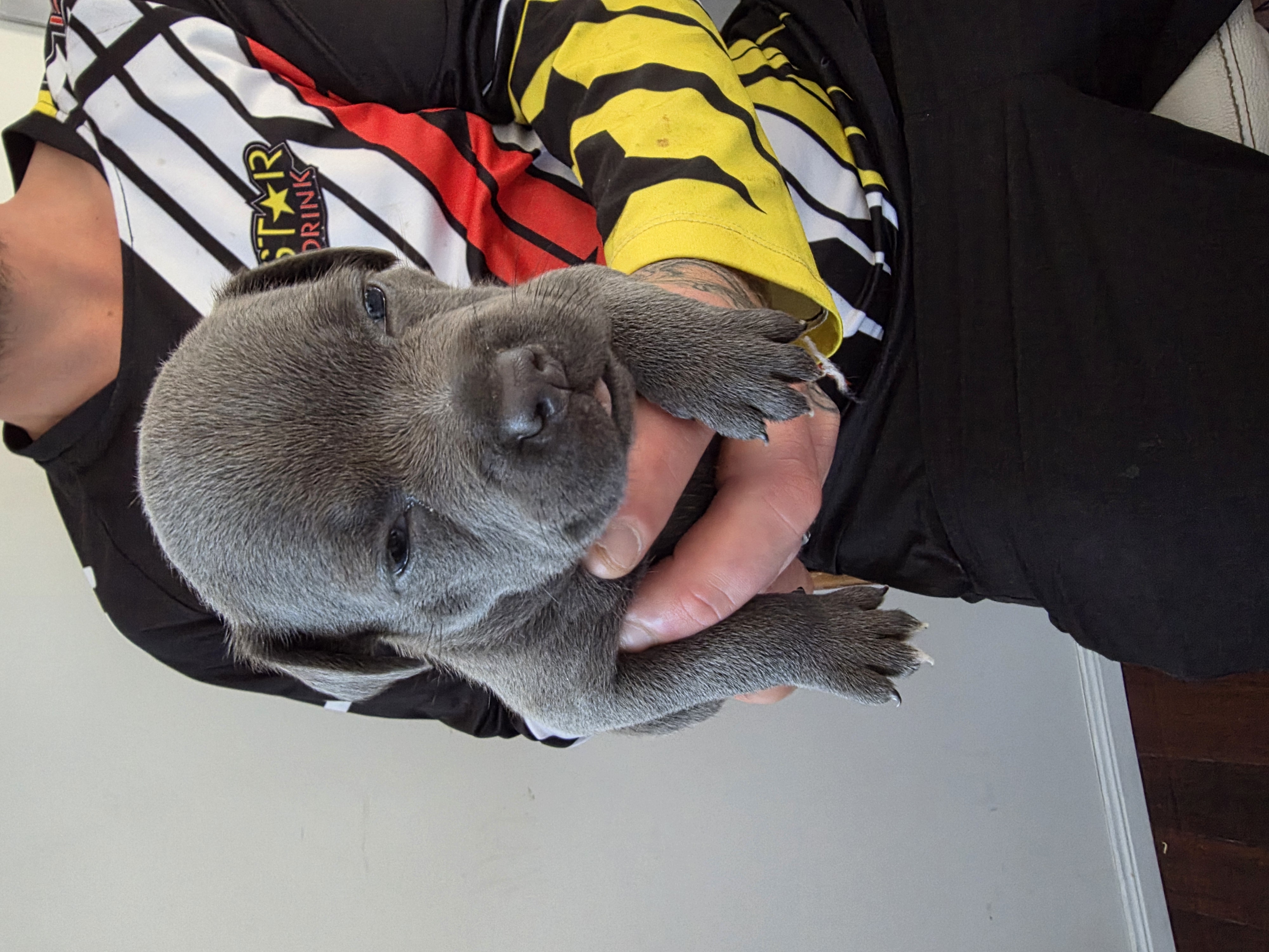 Staffordshire Bull Terrier – Torquay