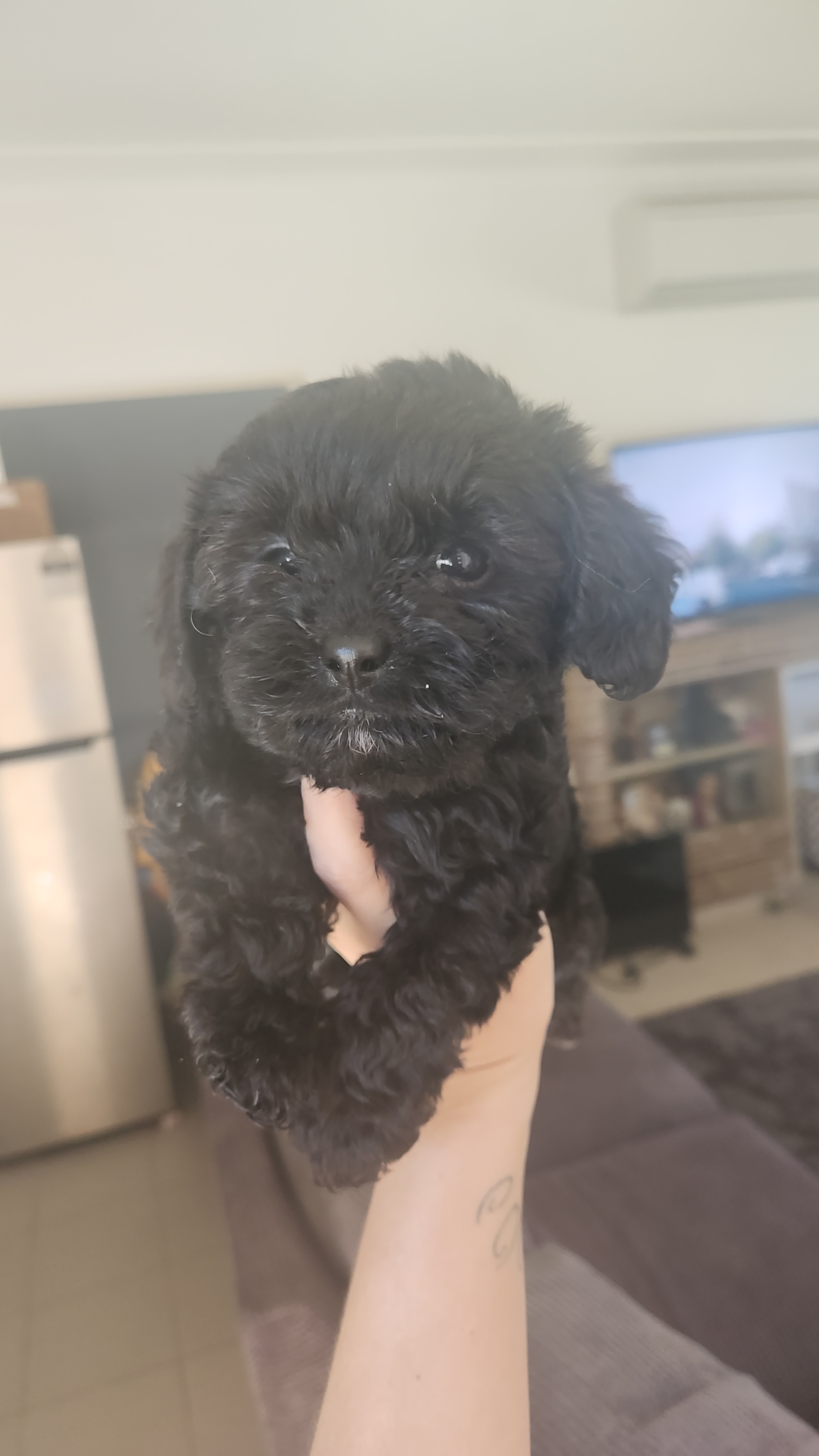 Cavoodle – Wyong