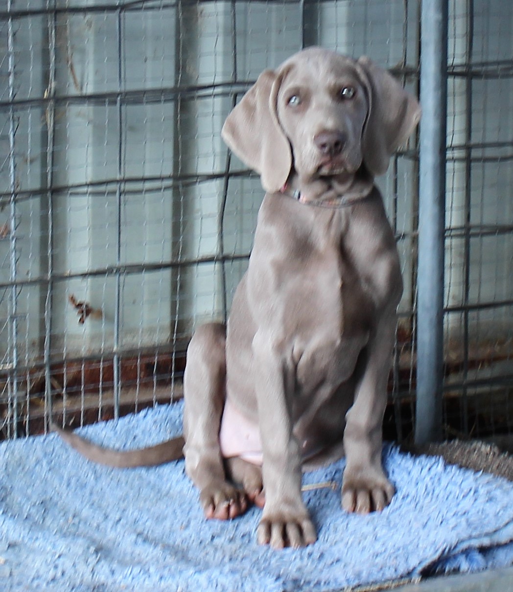 Weimaraner's