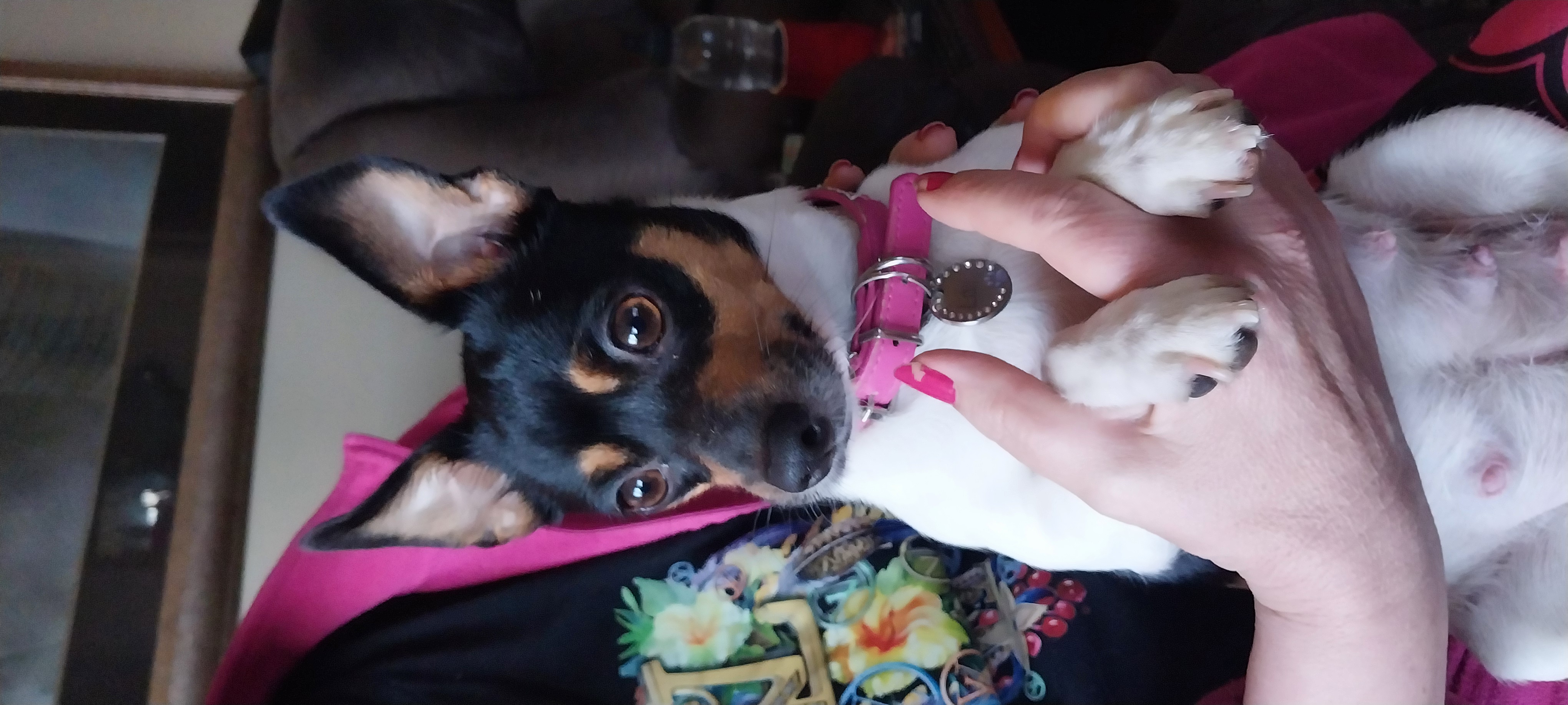 Tenterfield Terrier – Renmark