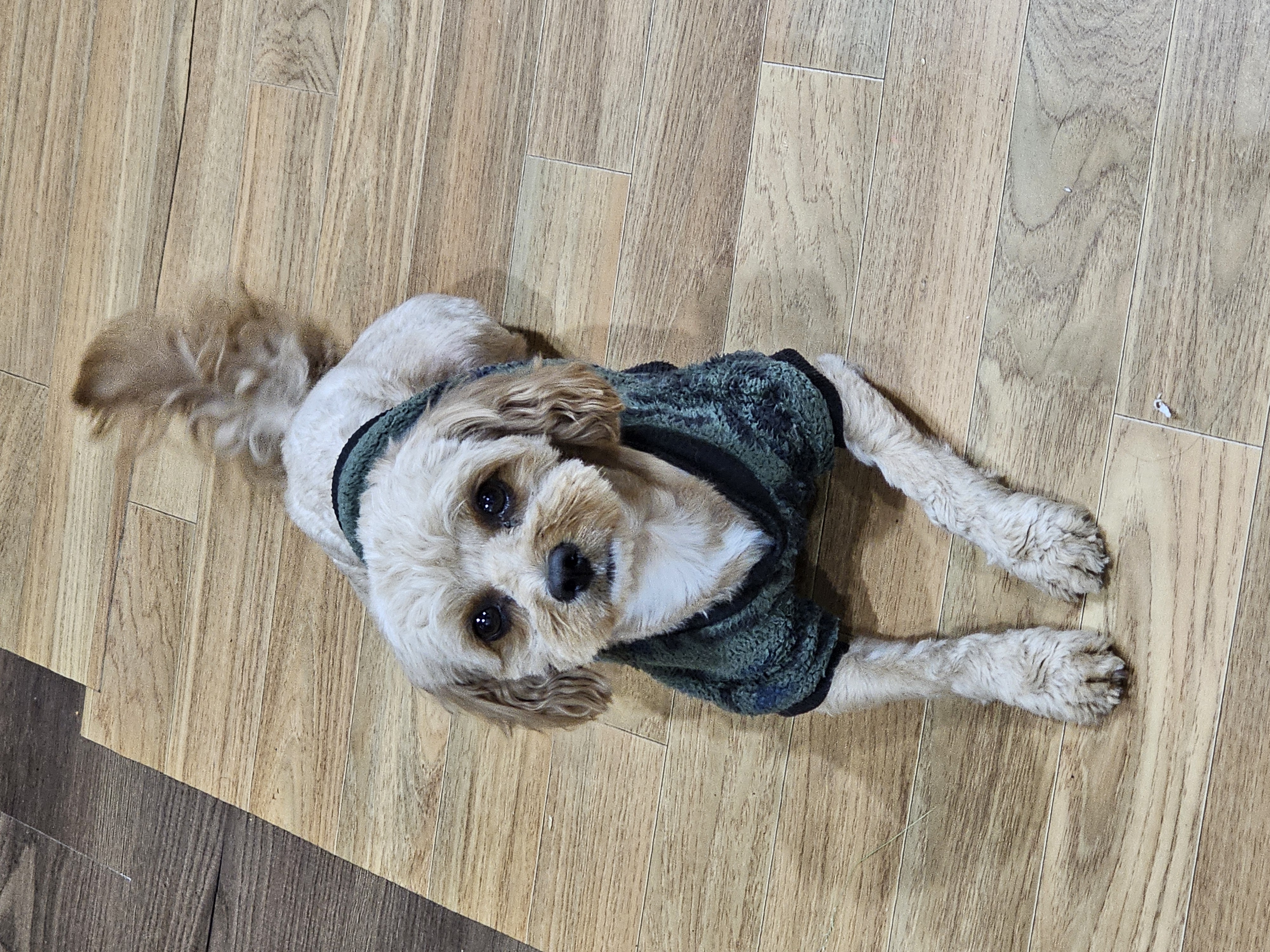 Toy Poodle – Sukhwinder