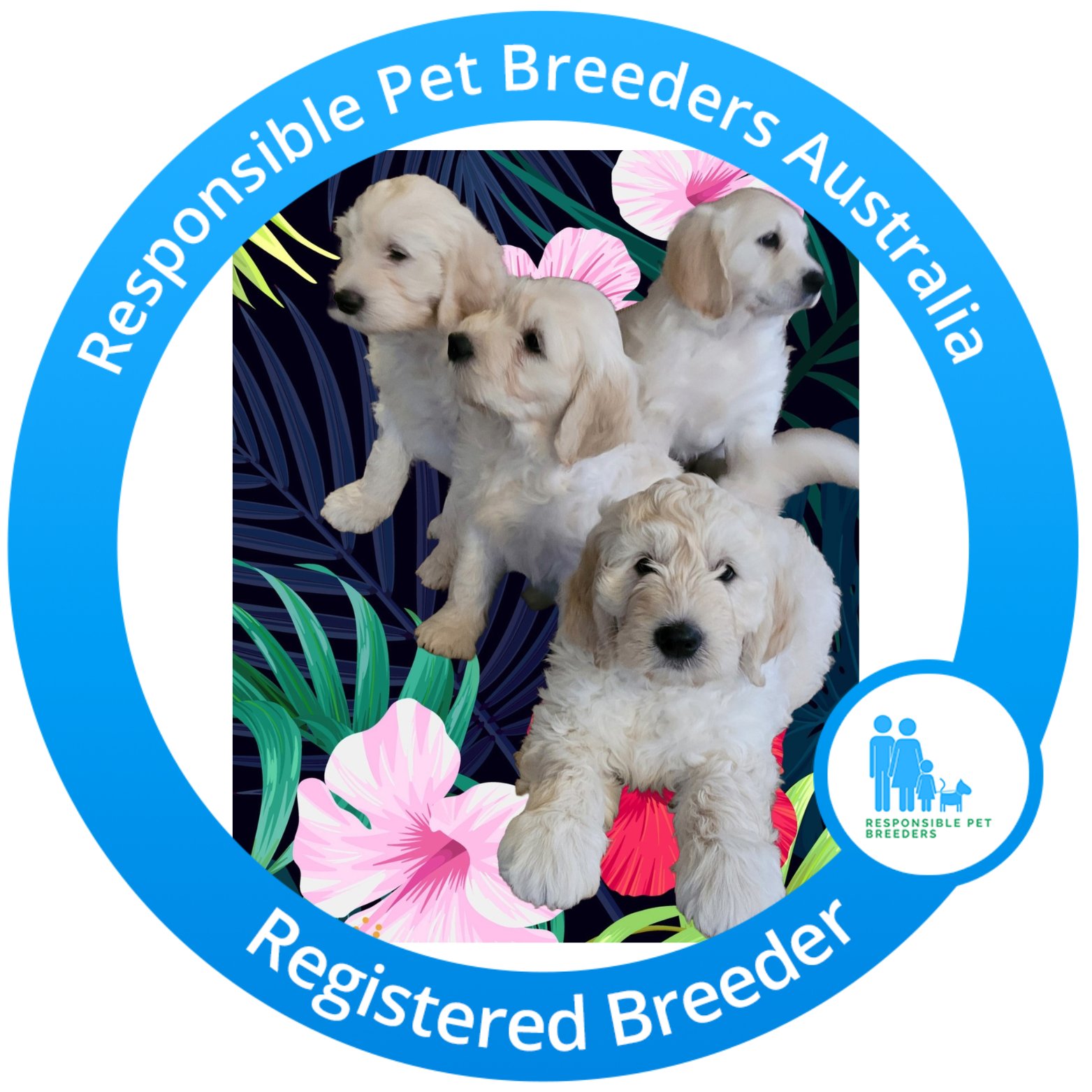 Golden Retreivers and Groodles