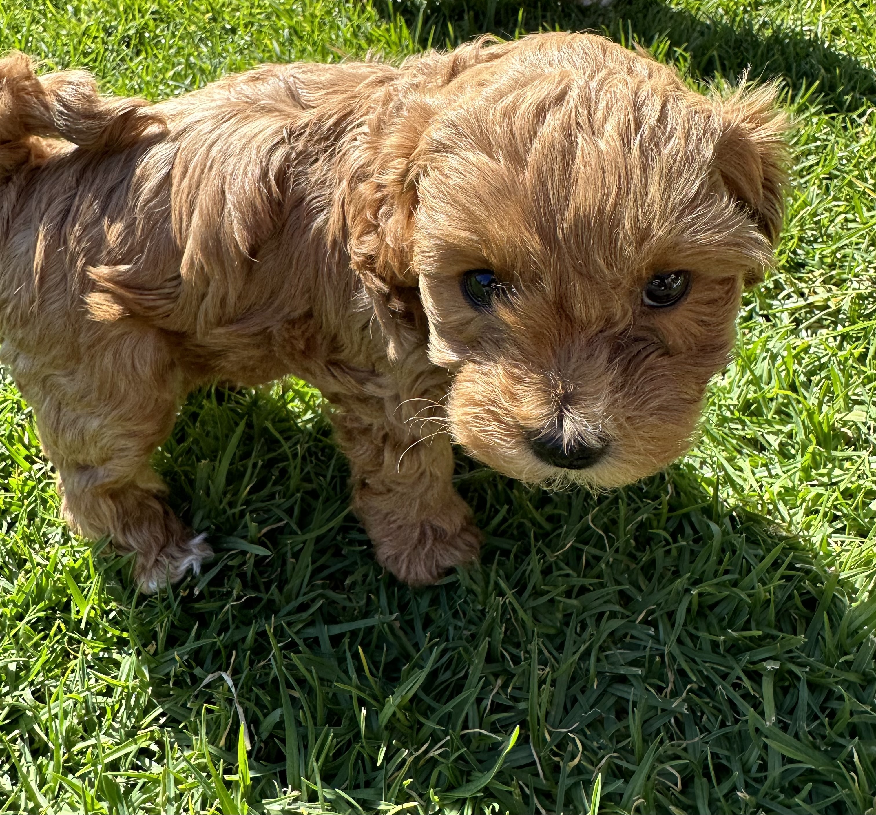 Toy Shoodle Puppies (Toy Poodle x Shih Tzu)