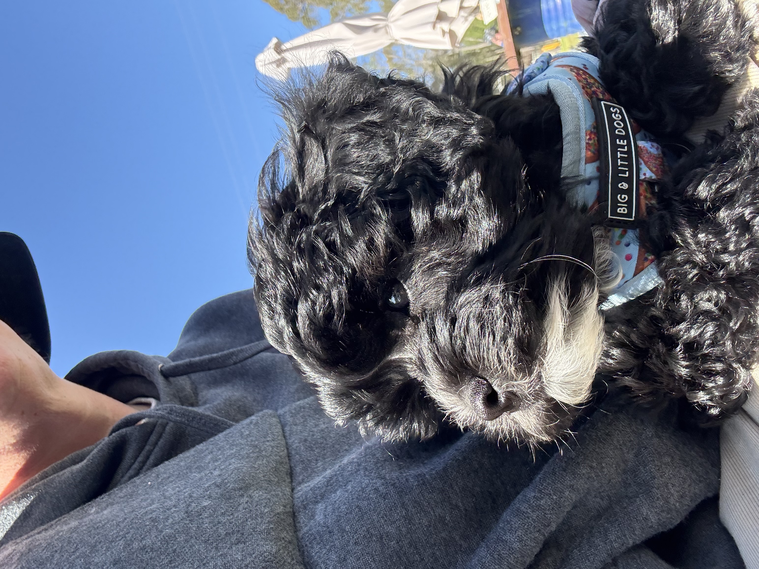 Theodore – Batemans Bay