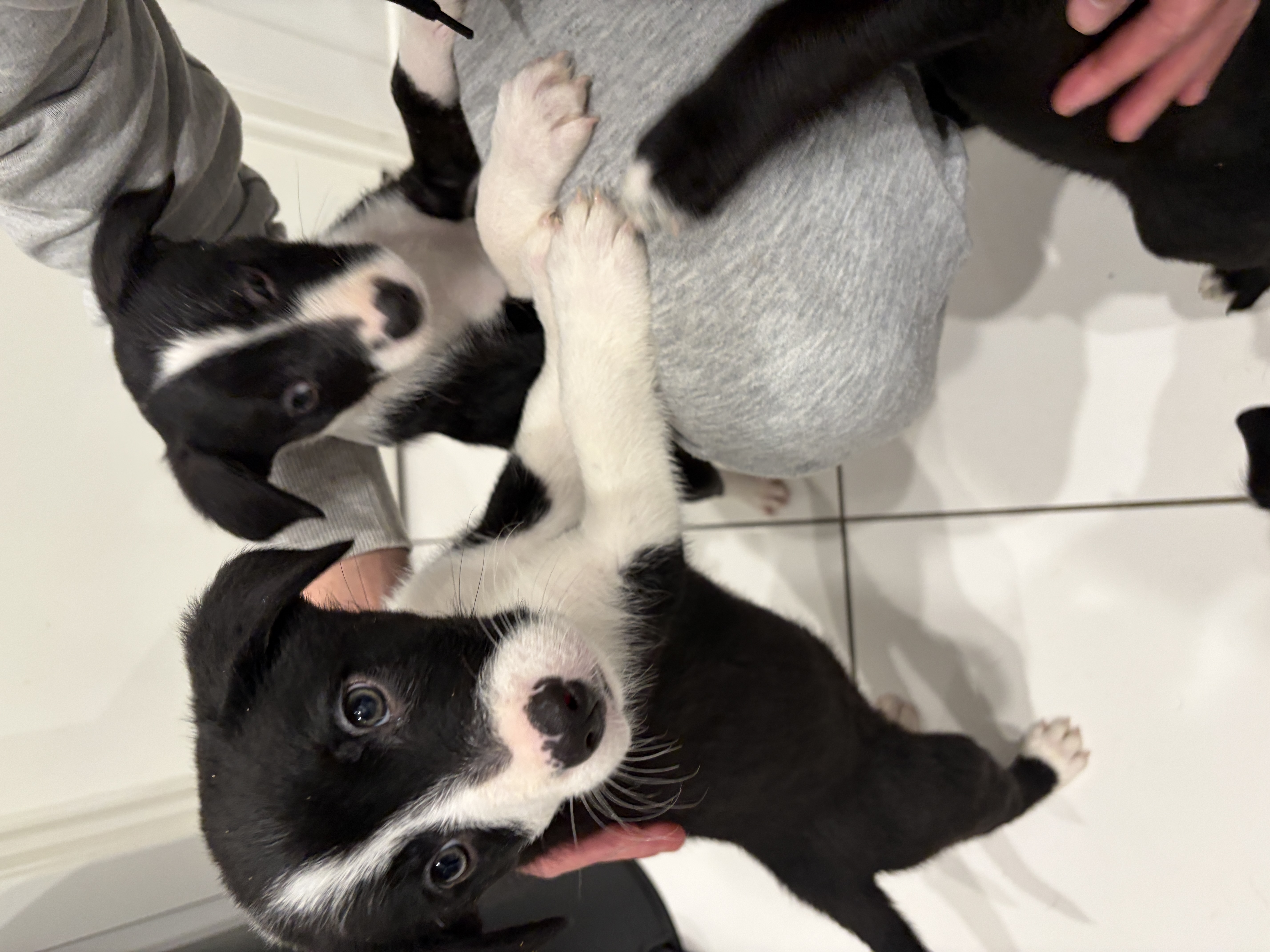 Border Collie – Doncaster