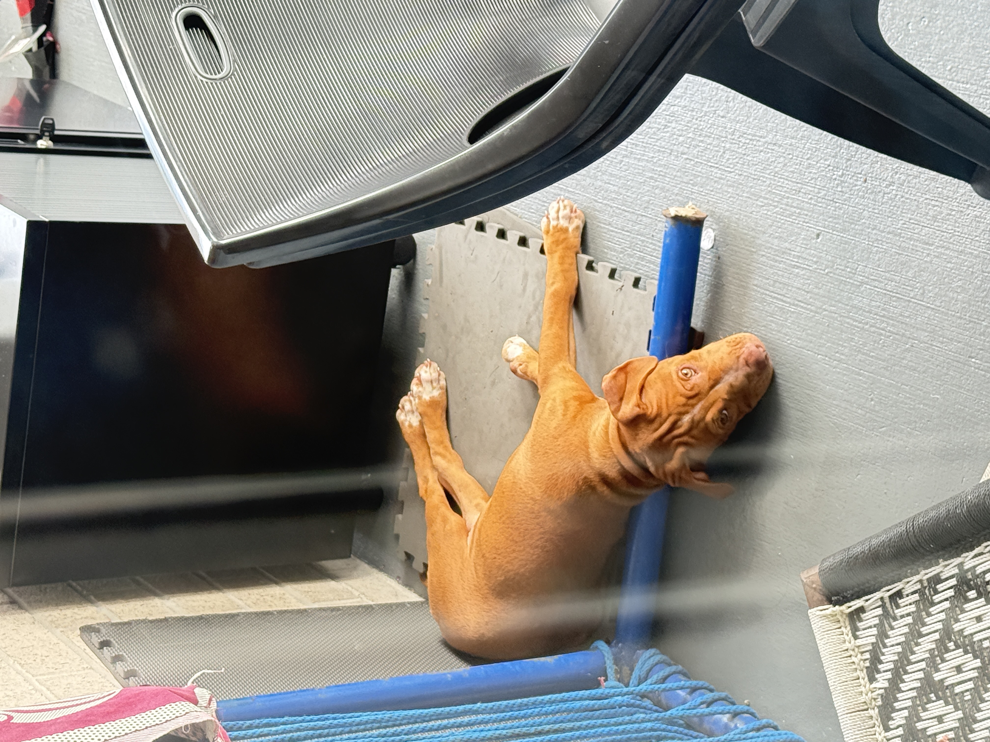 American Staffordshire Bull Terrier – Augustine Heights