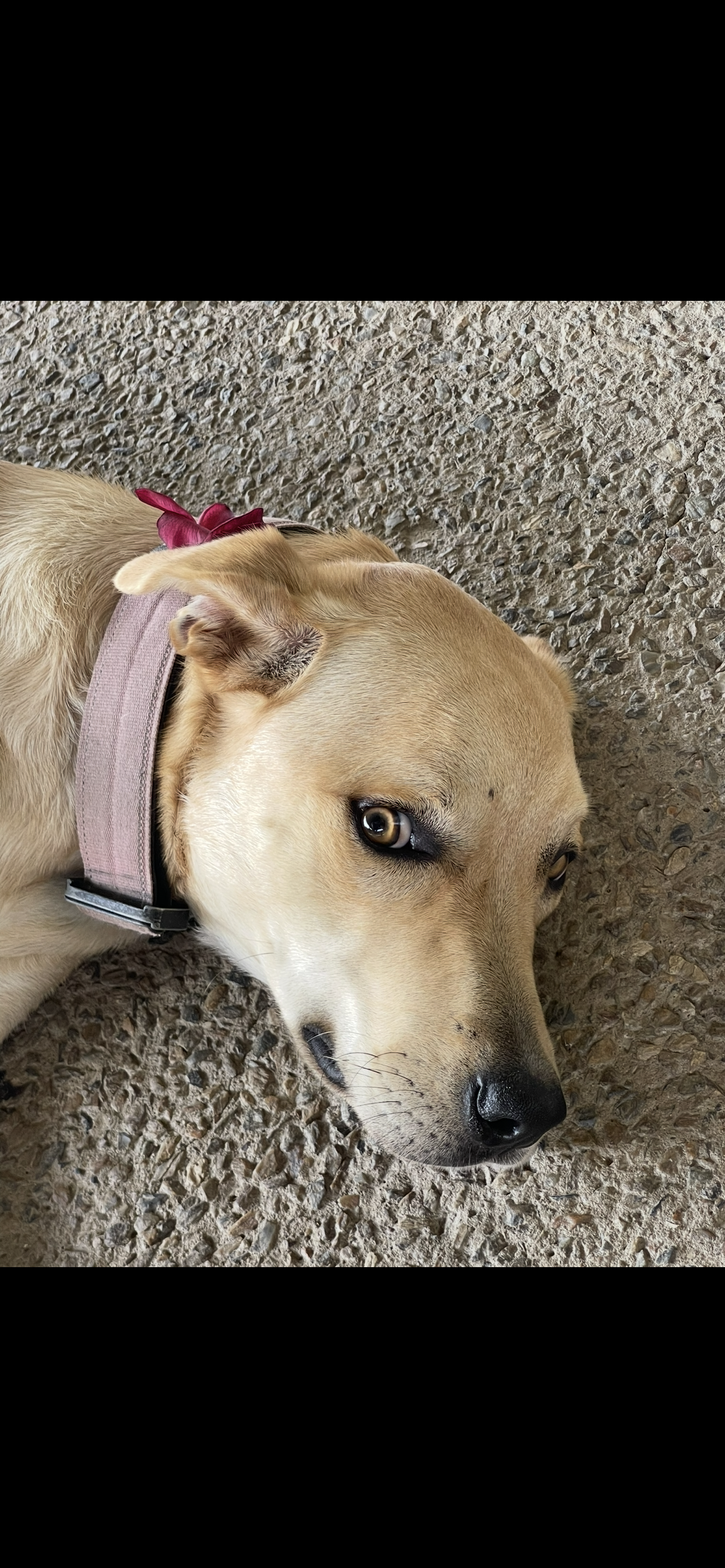 Labrador Retriever – South Maclean