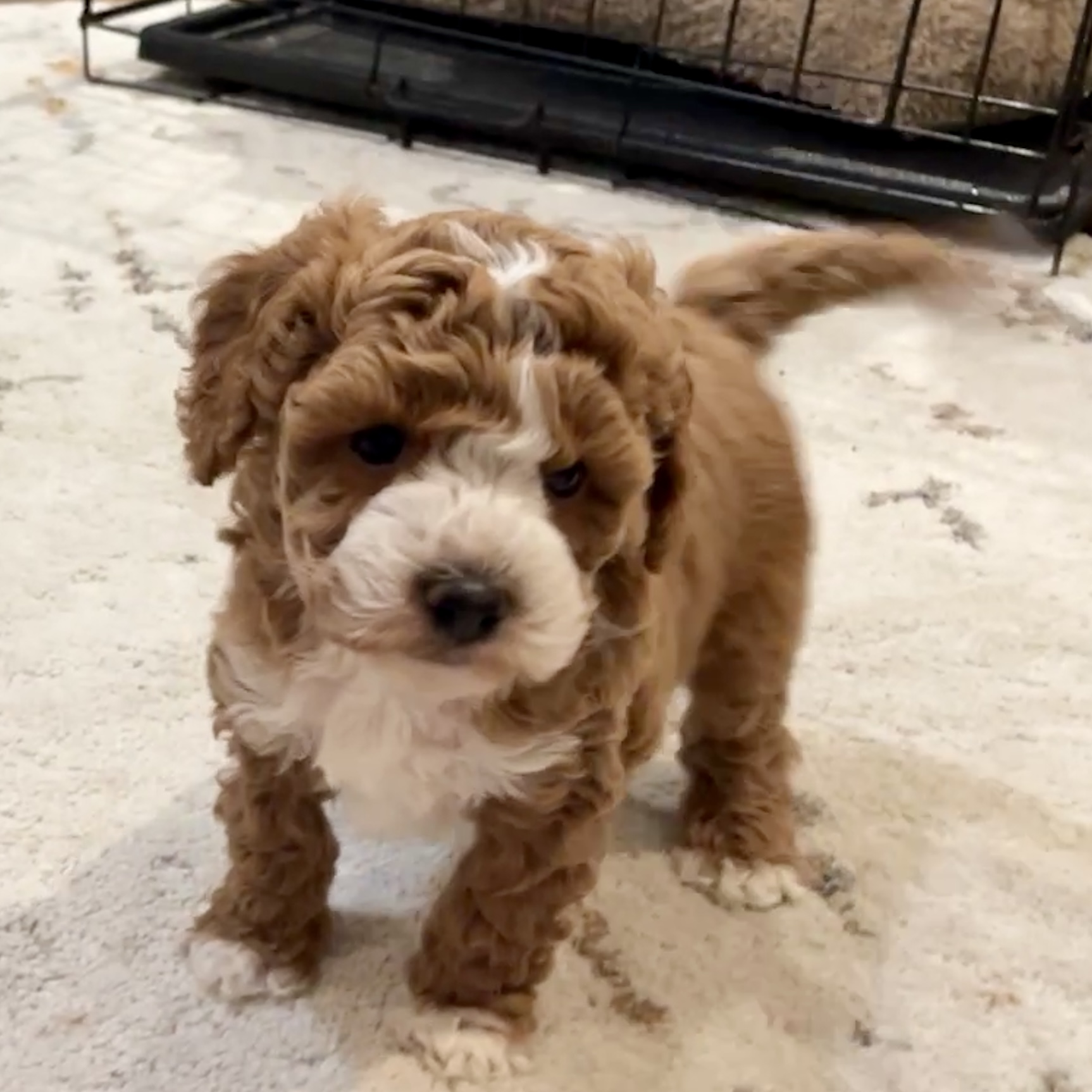 Cavoodle – North Rocks