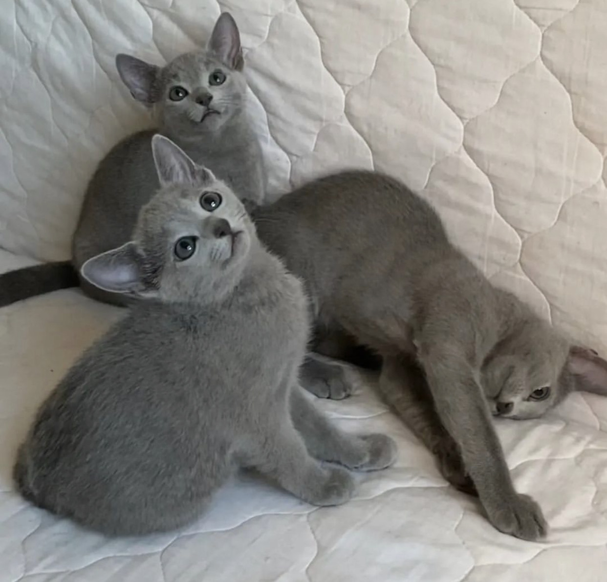 Russian Blue – Gregg
