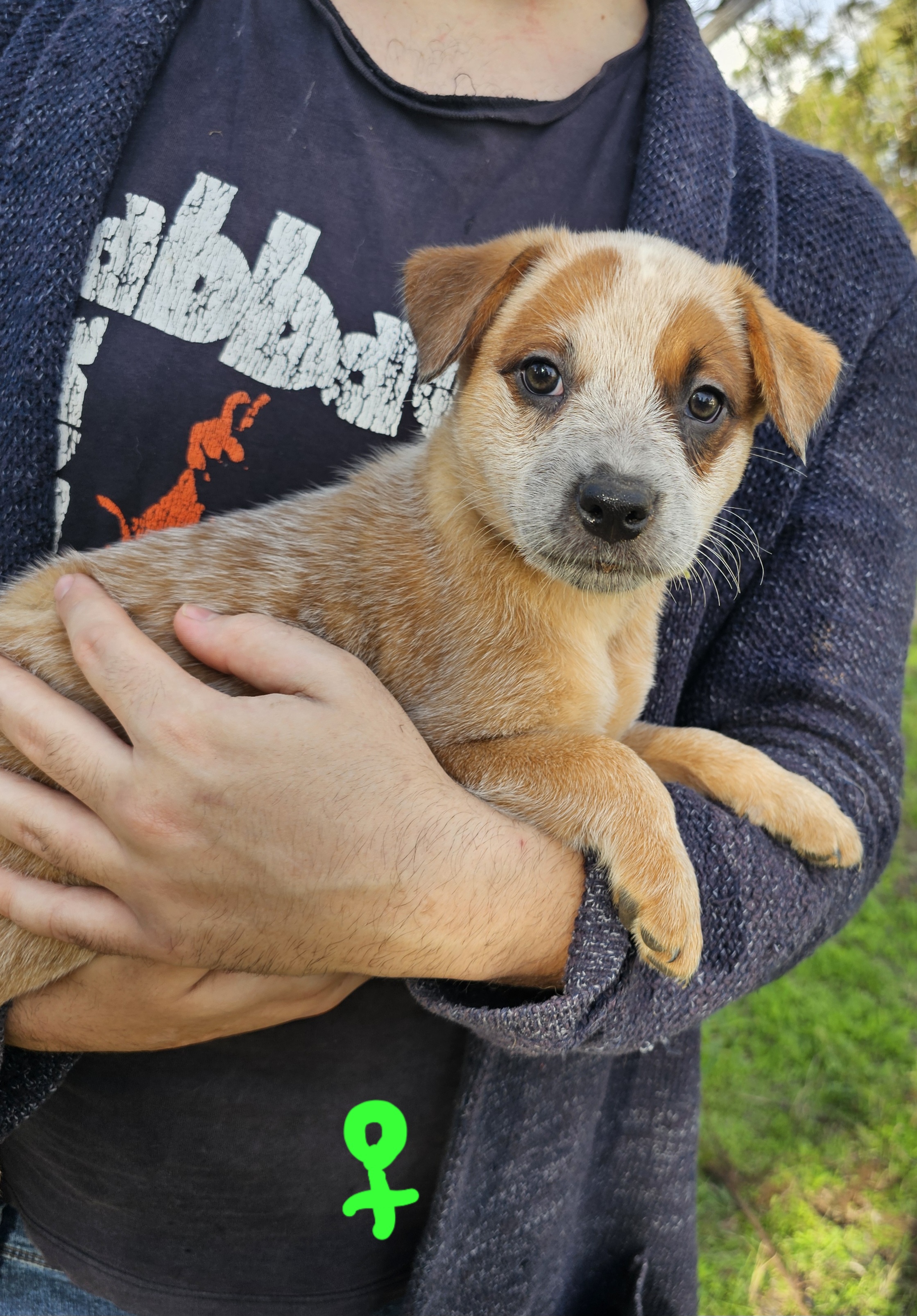 Australian Cattle Dog – Goondiwindi