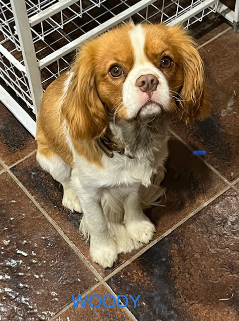 King Charles Cavalier, Miniature Poodle & Cavoodles