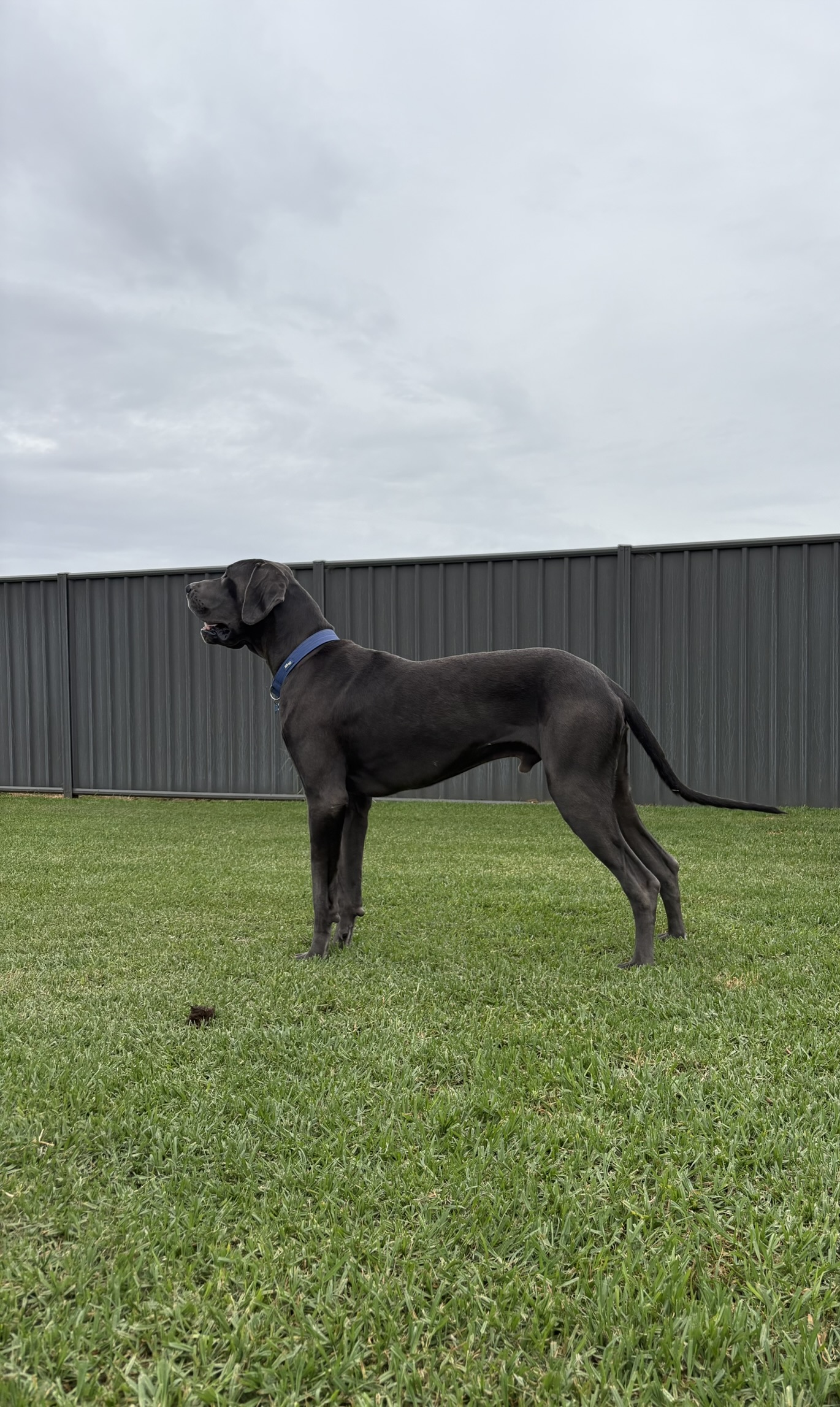 Great Dane – Forbes