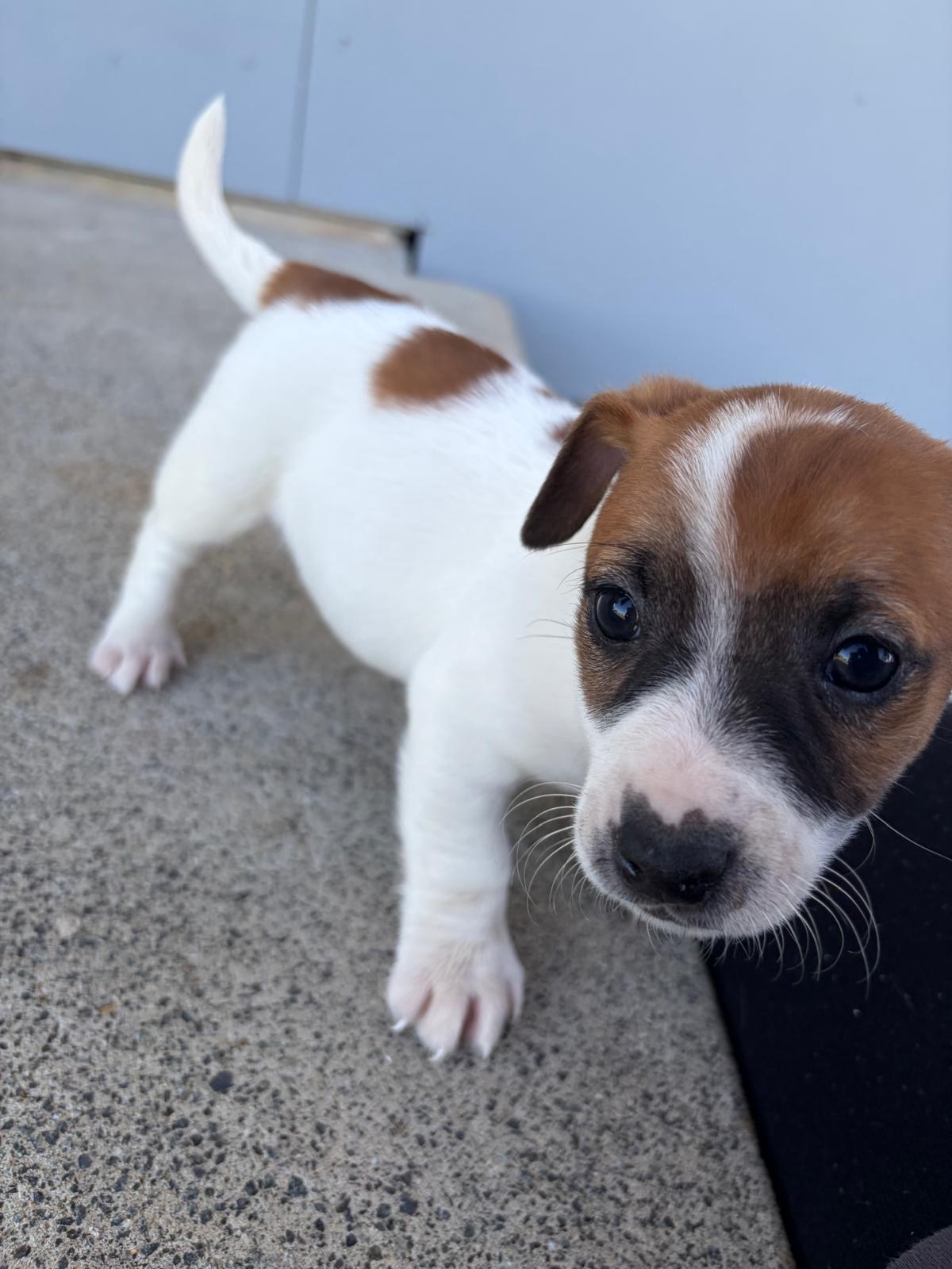 Jack Russell – Horsley Park