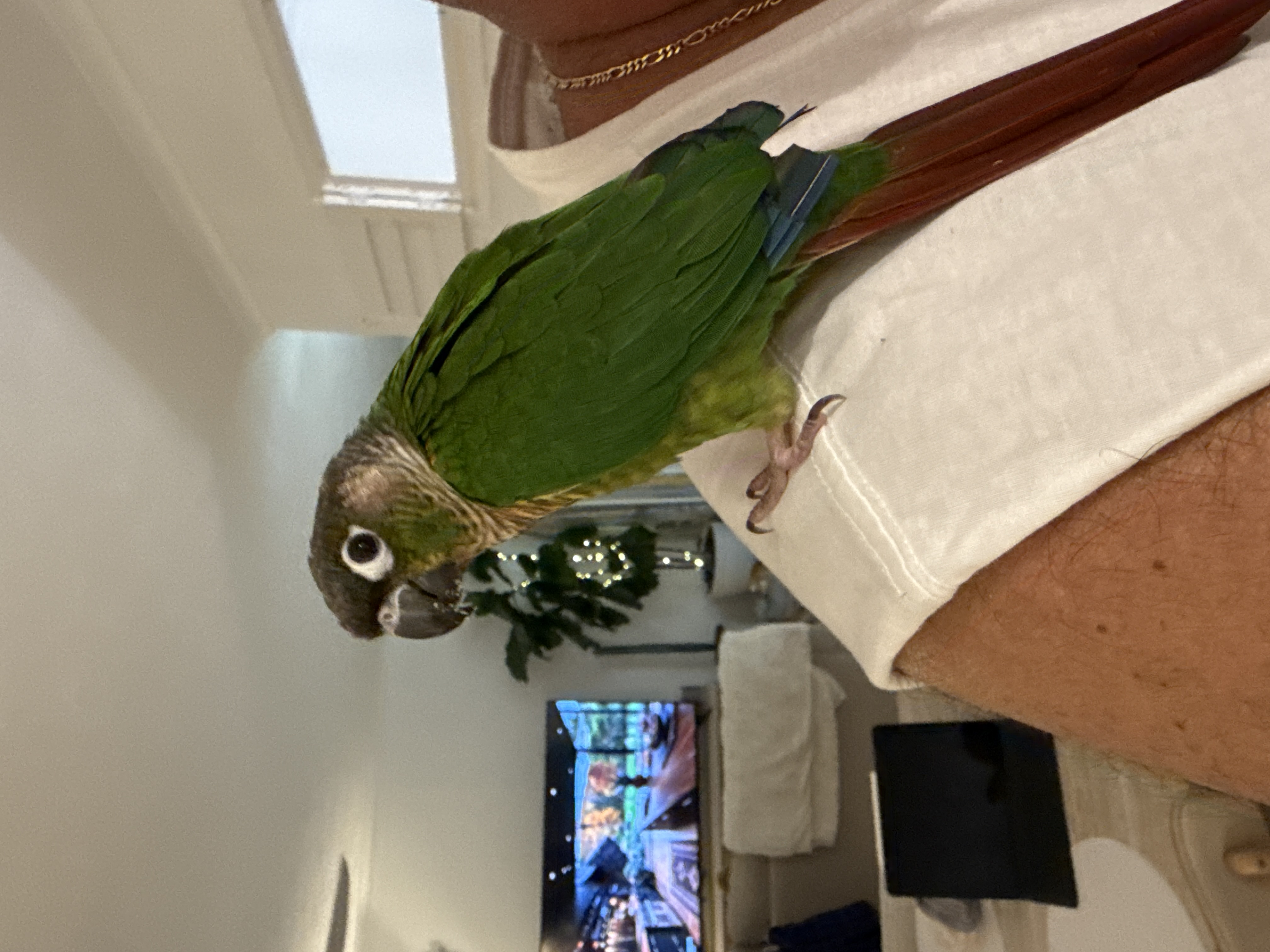 Conures – Coolangatta