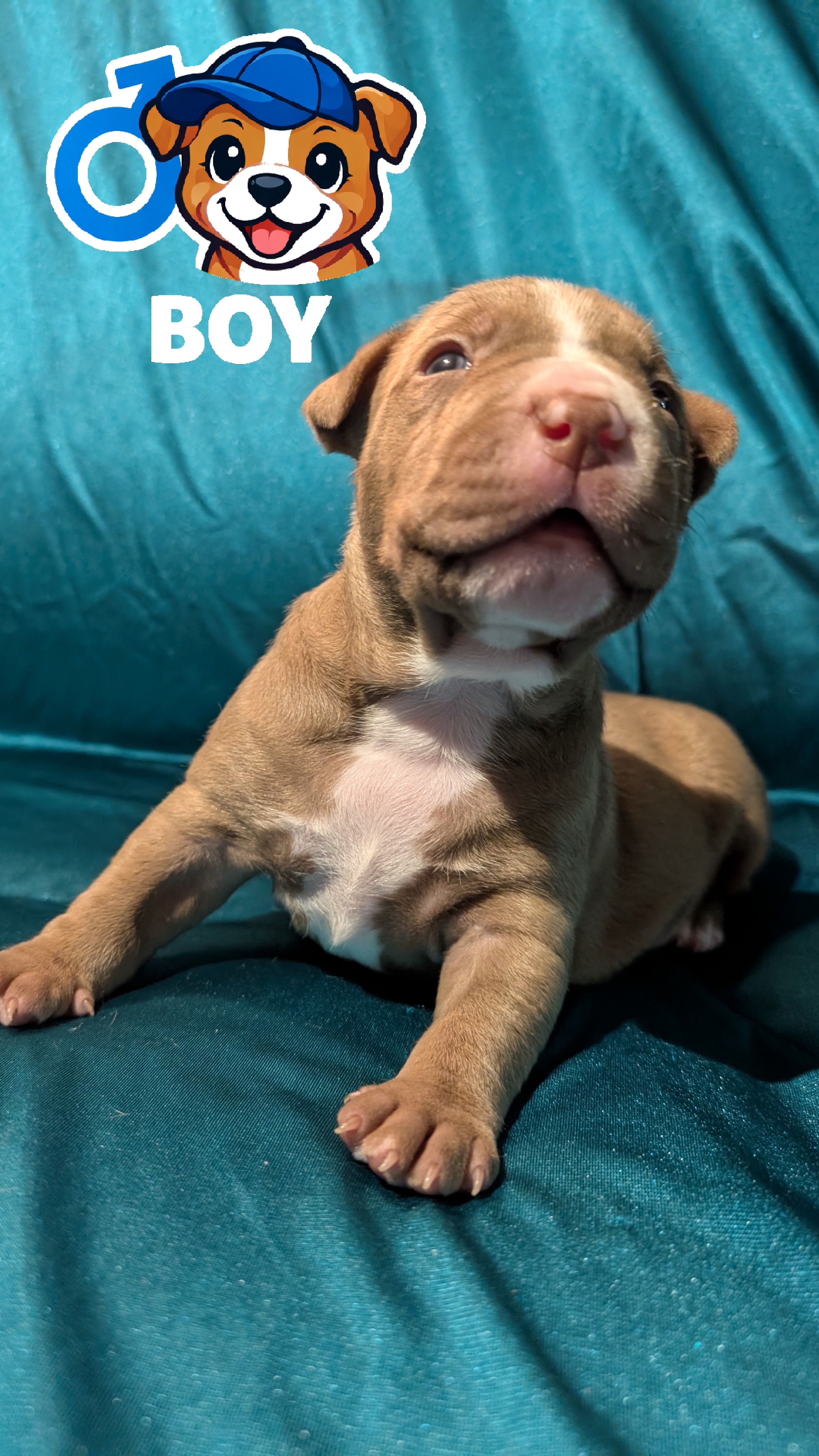 American Staffordshire Bull Terrier – DemiGod Austaffs