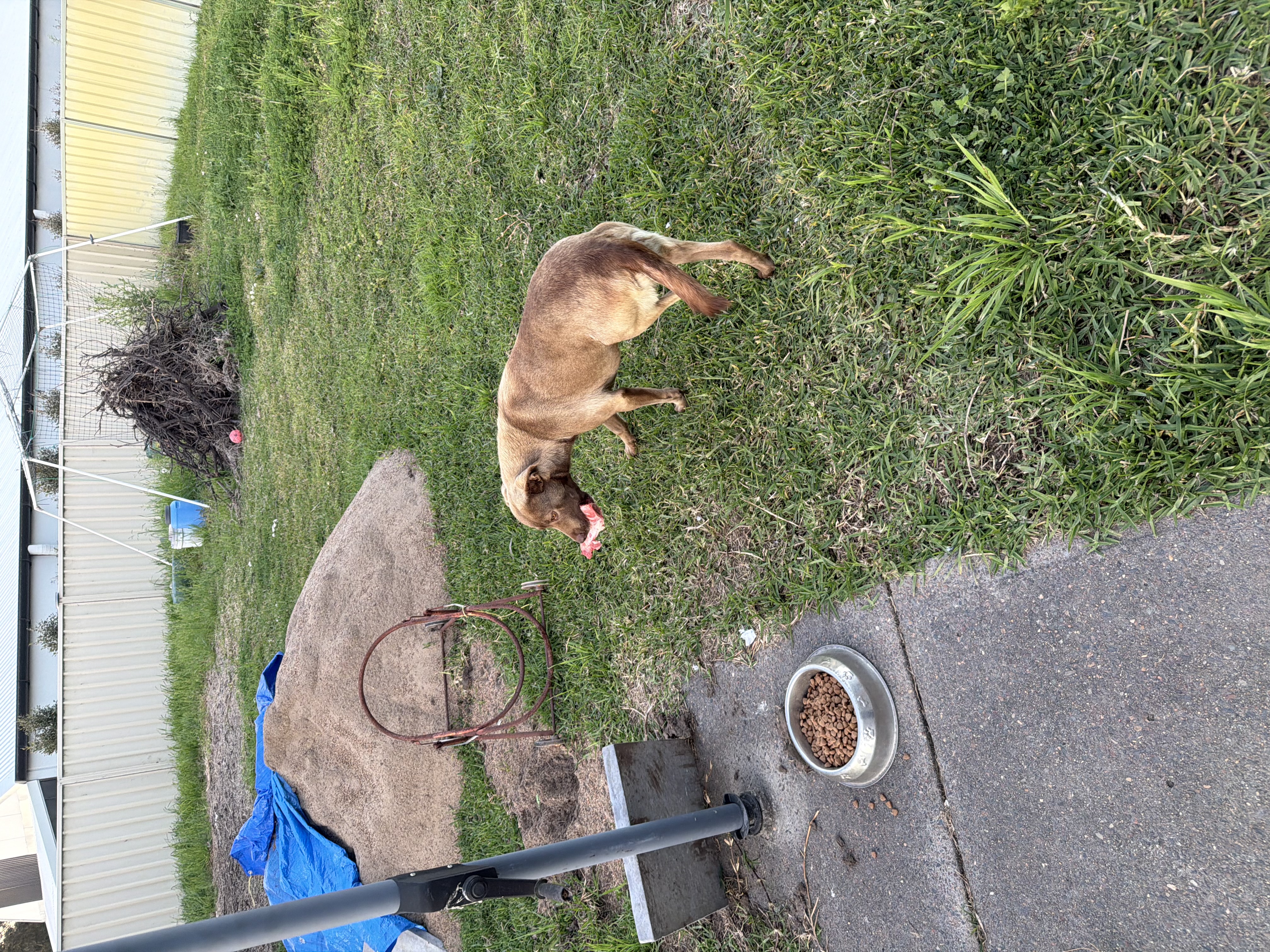 Kelpie Cross Labrador – Gorokan