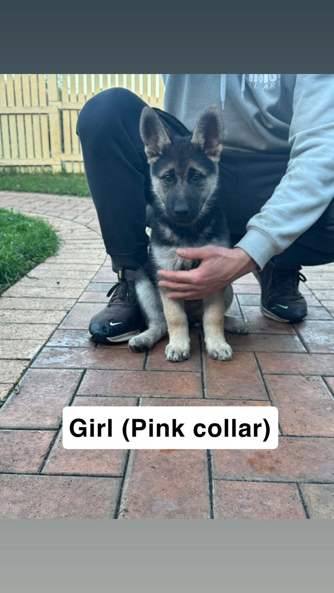 German Shepherd – Sotir Kichukov