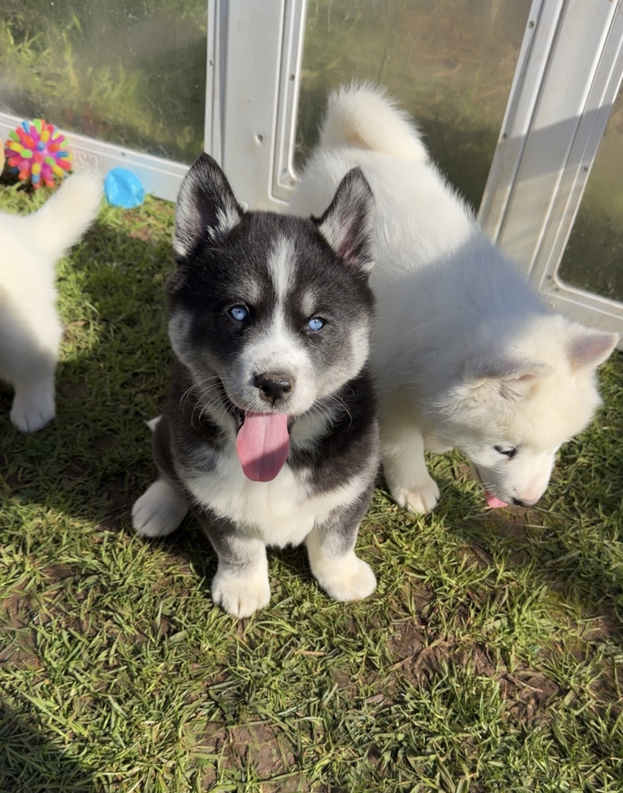 Samoyed – Narre Warren