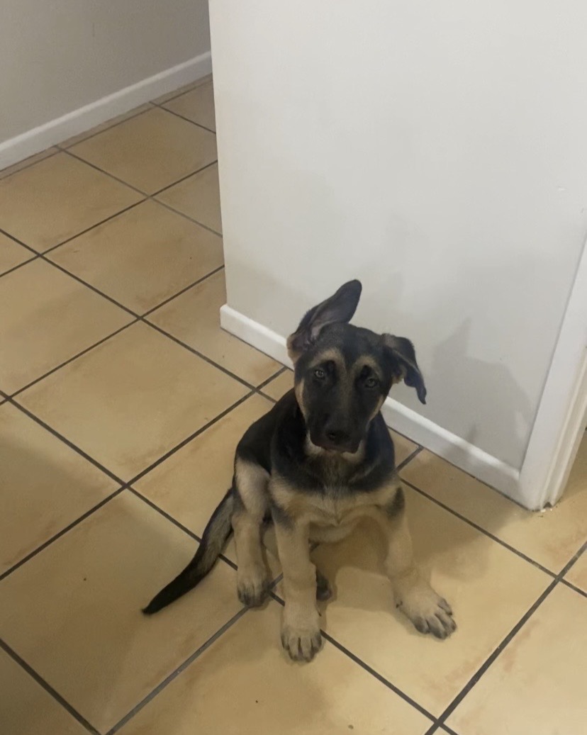German Shepherd – Murrumba Downs