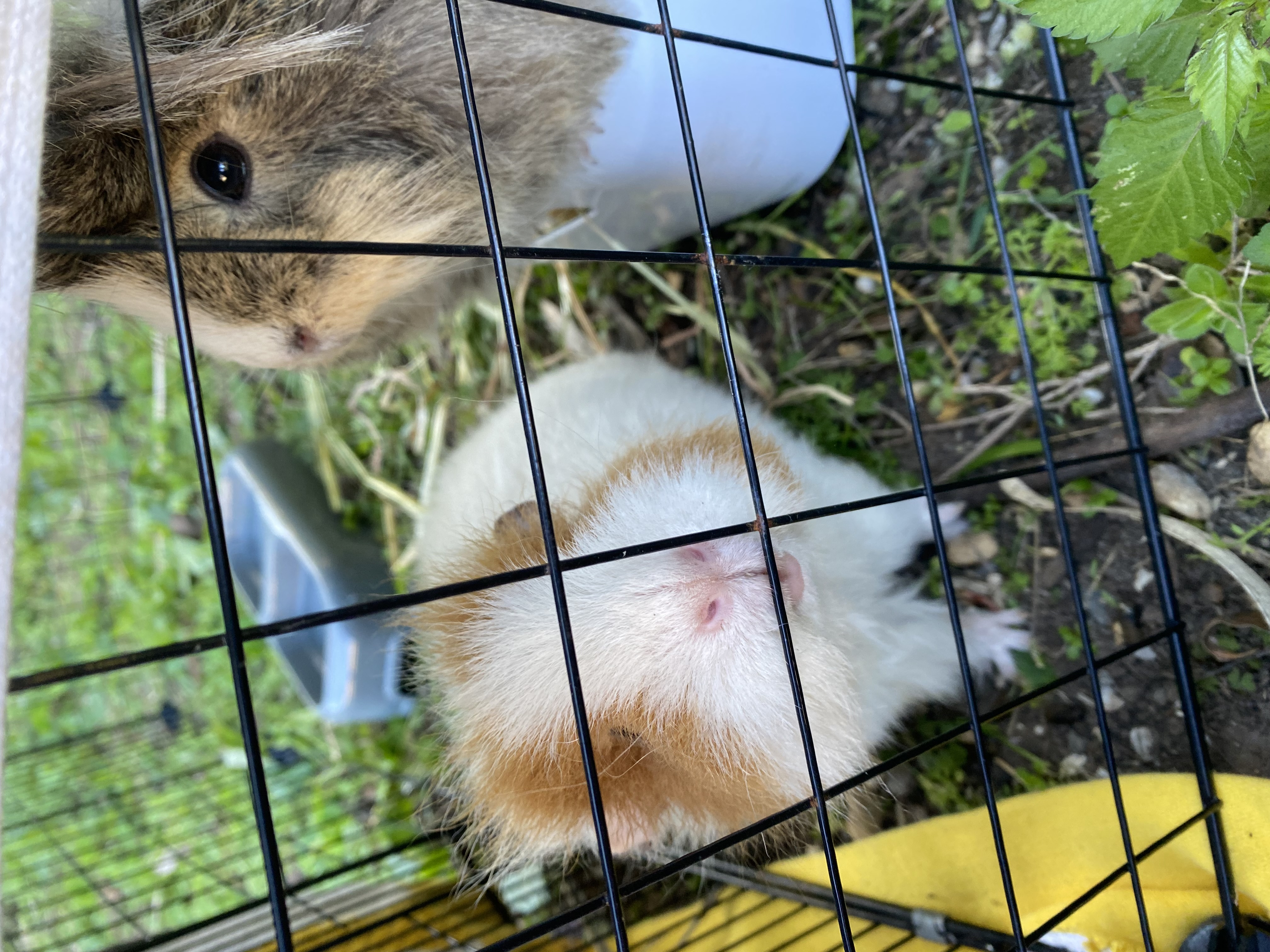 Guinea Pig – Granville