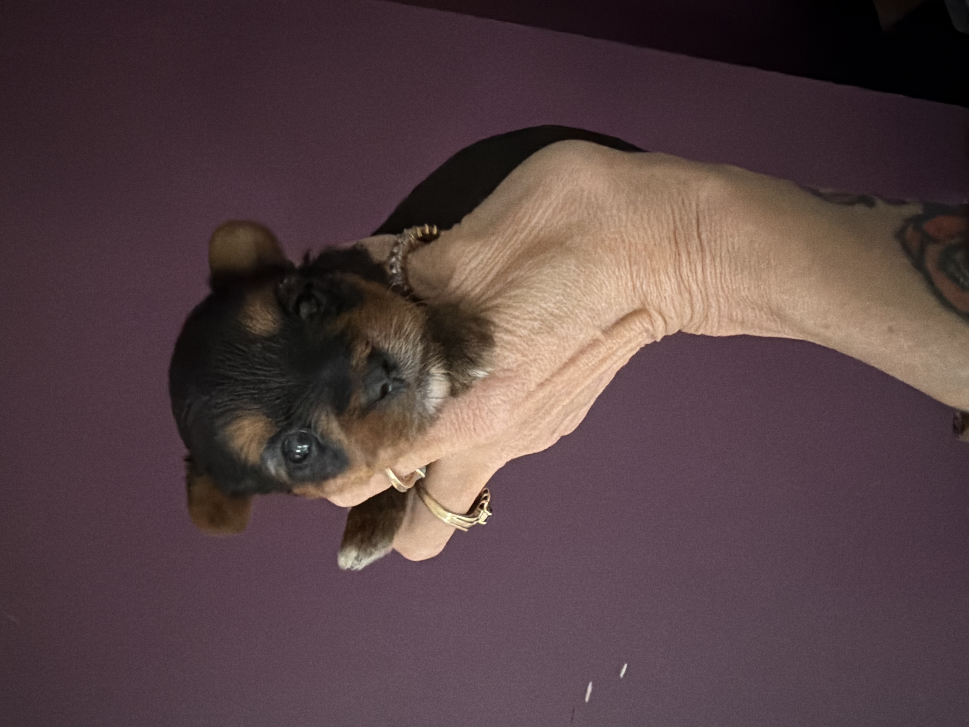 Yorkshire Terrier – Rooty Hill