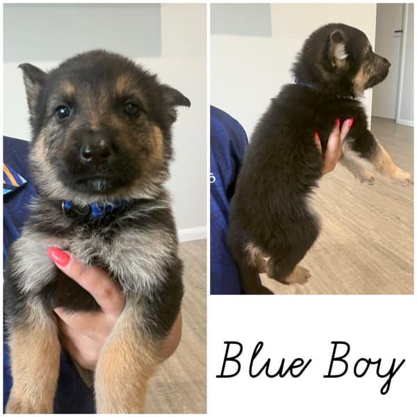 German Shepherd – Dalby