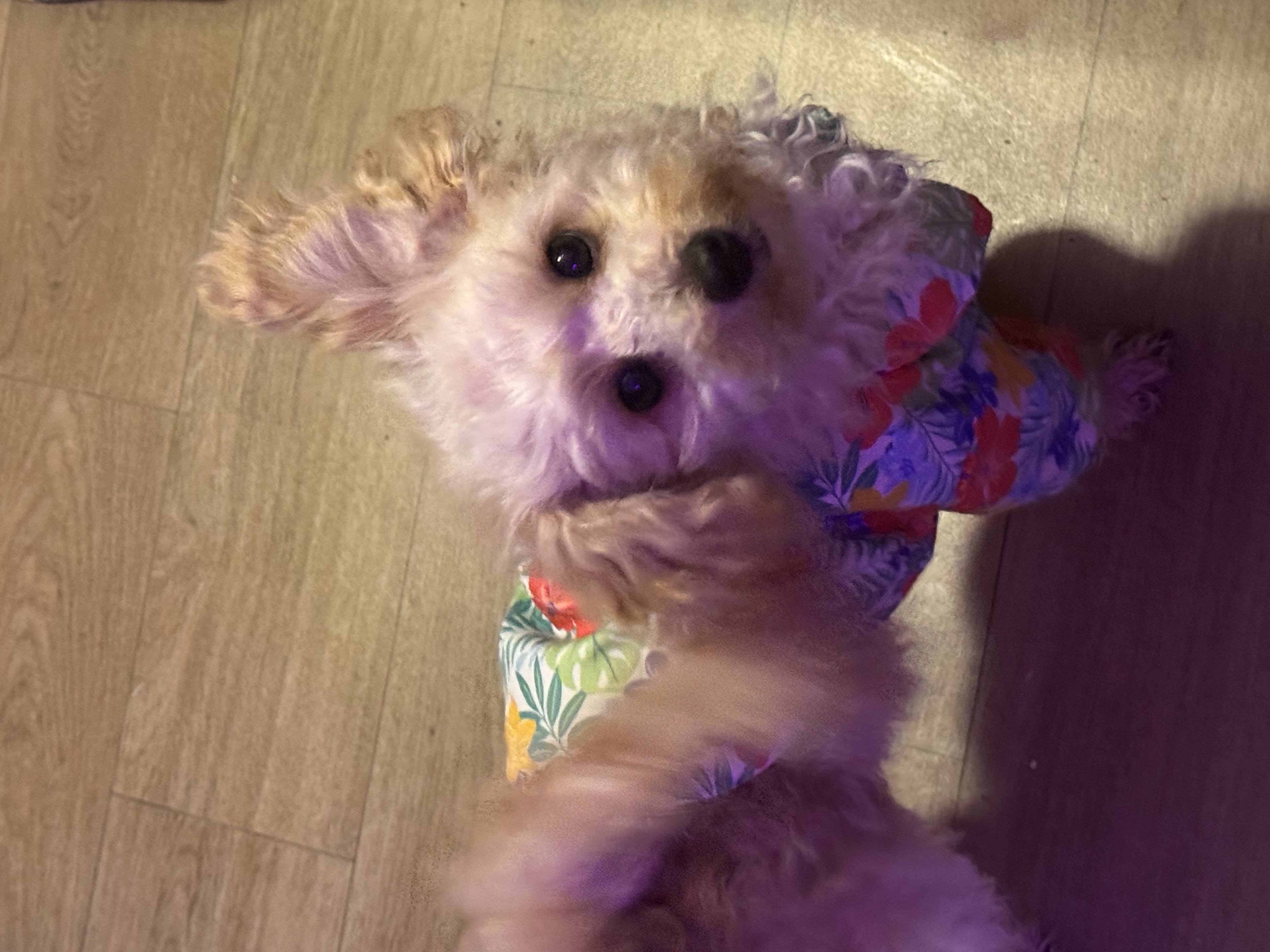 Toy Poodle – Acacia Ridge