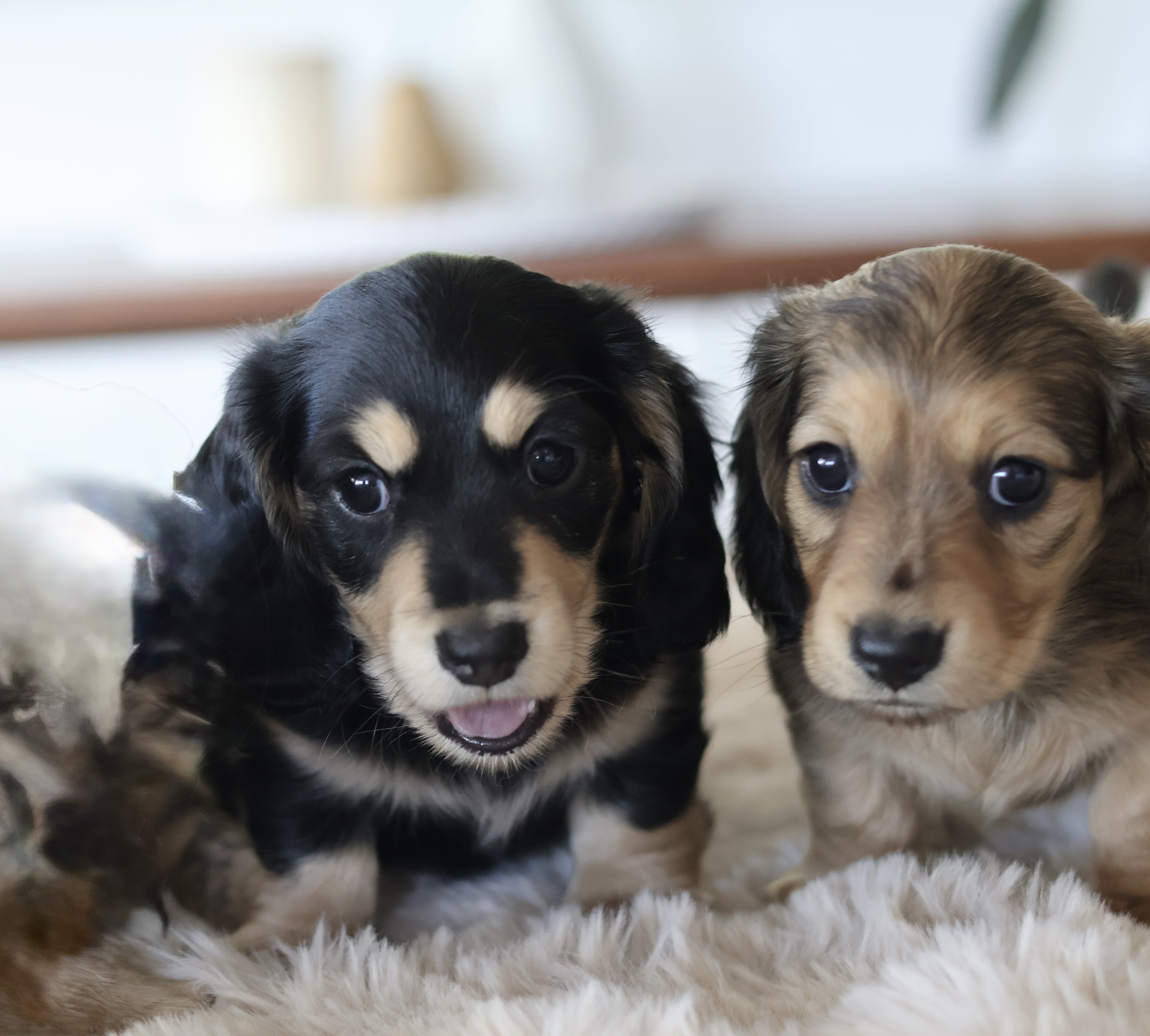 Dachshund – Ashgrove