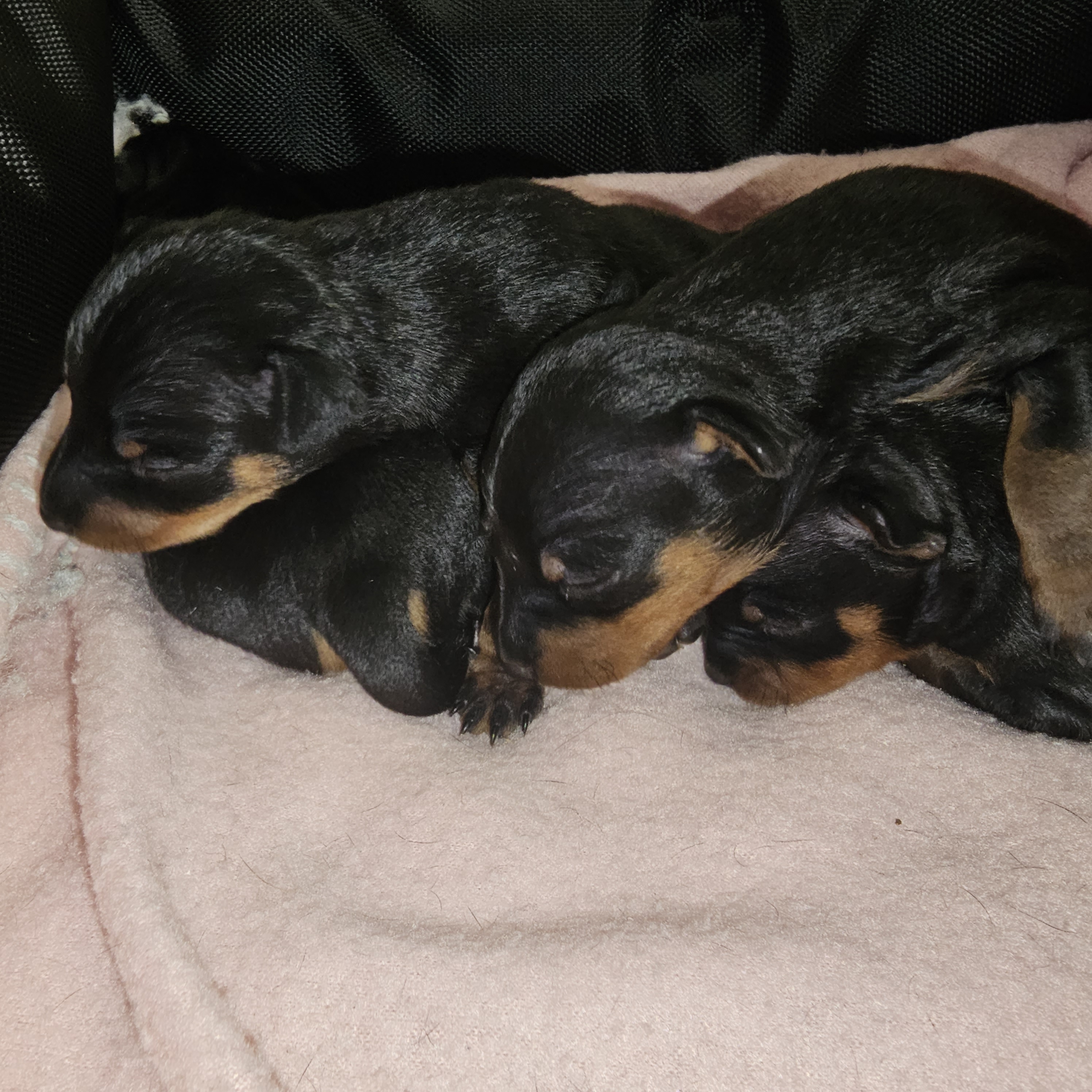 Miniature Pinscher puppies