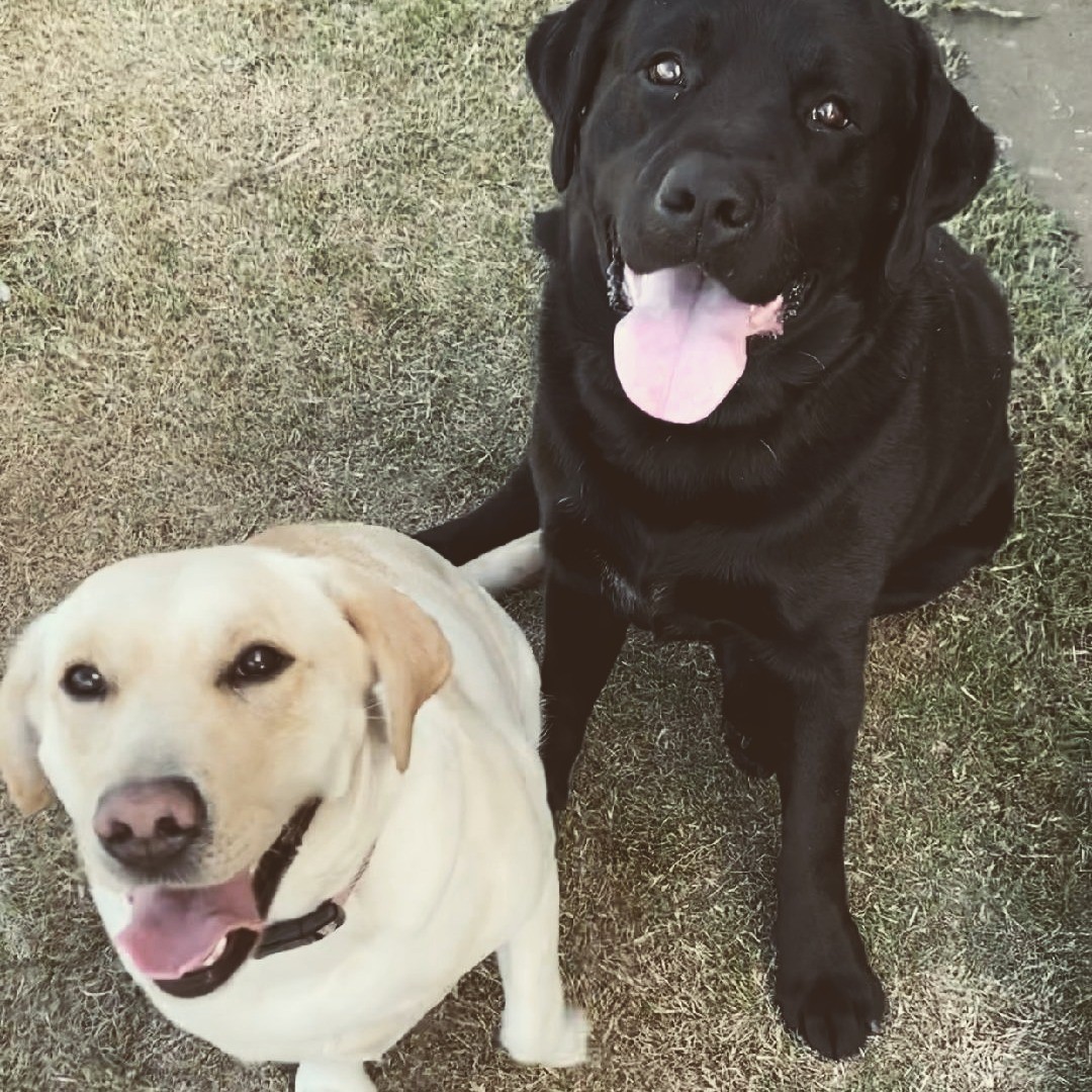 Labrador Retrievers
